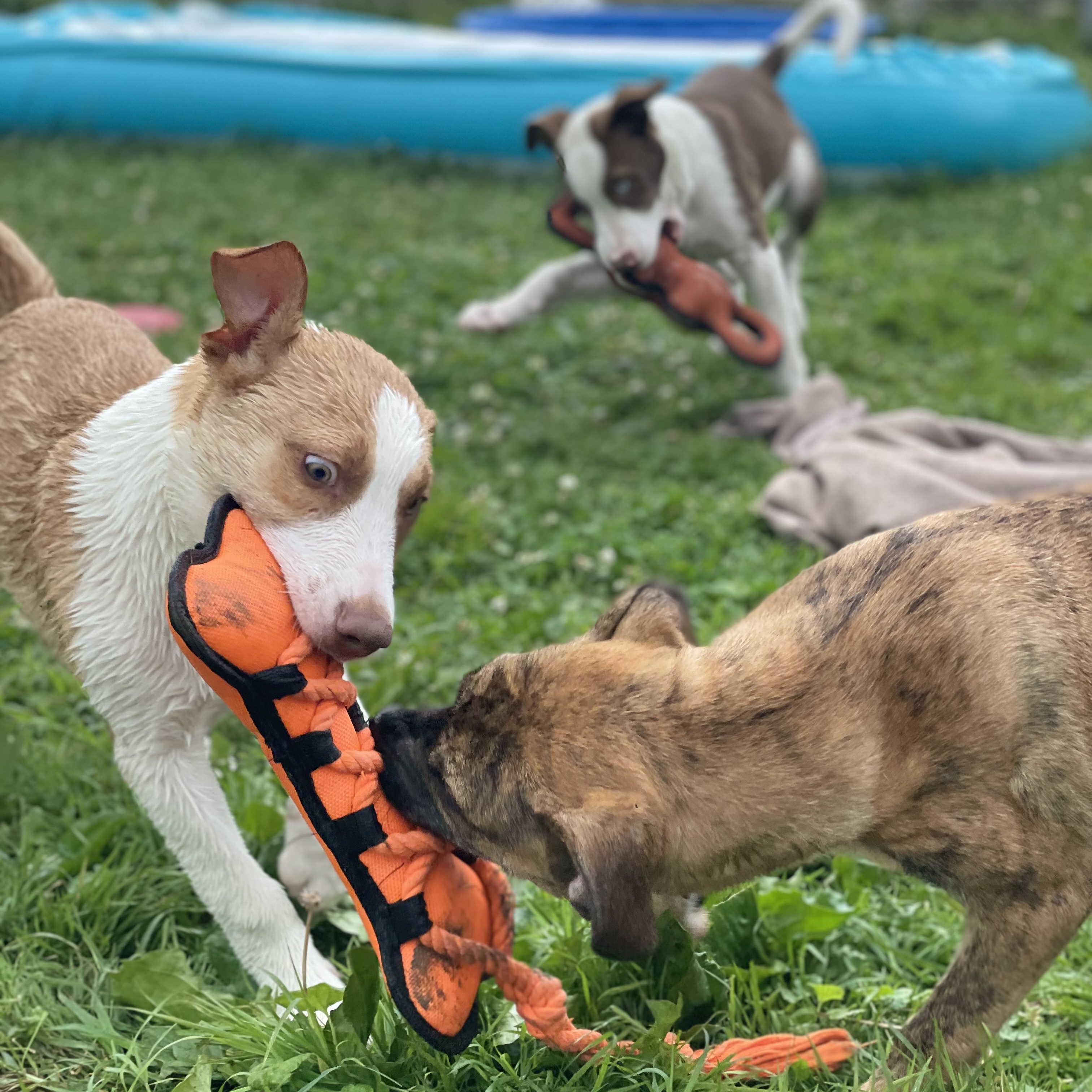 Enlarge Shylla, a Adopted mixed breed in Glenolden, PA image 6/6