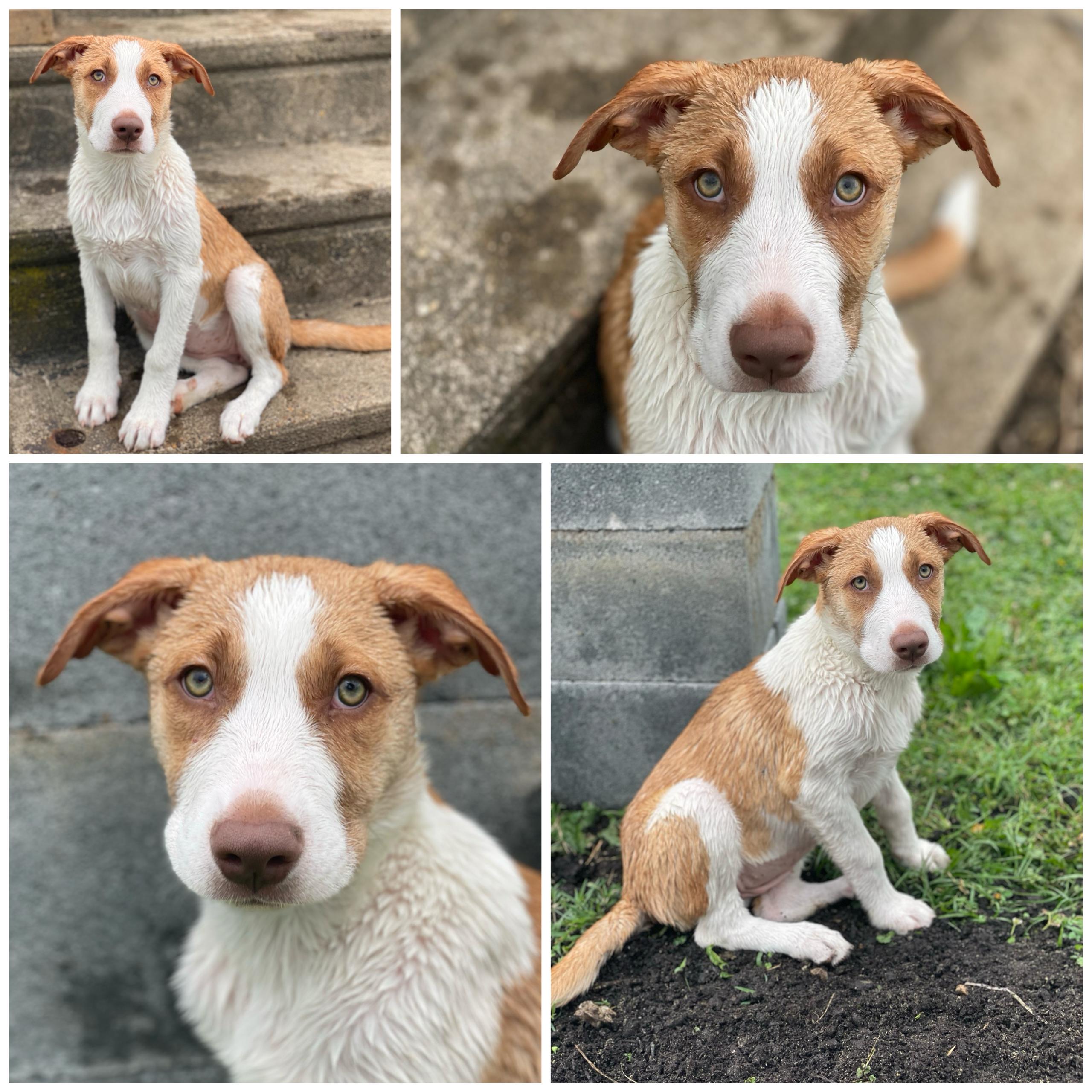 Enlarge Shylla, a Adopted mixed breed in Glenolden, PA image 3/6