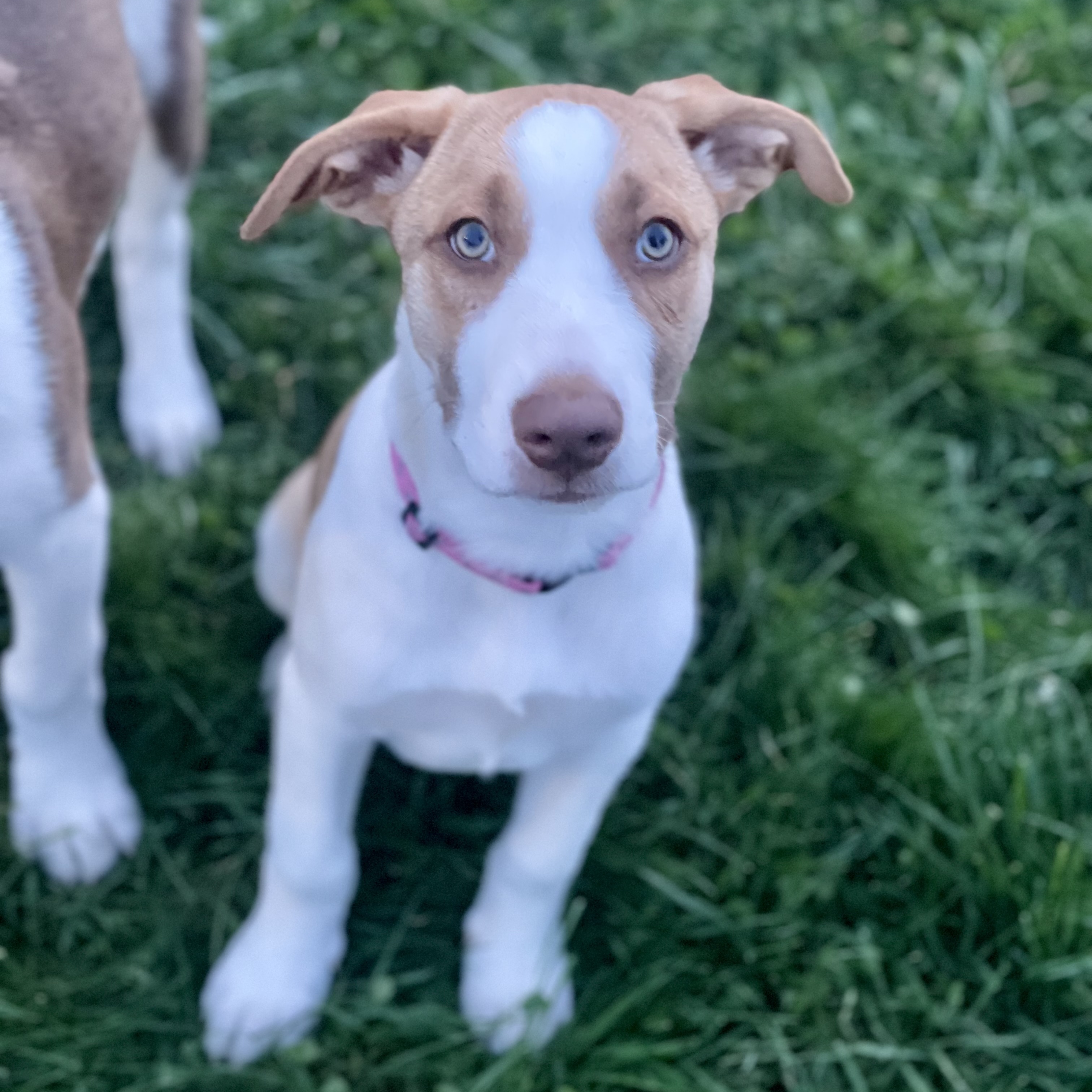 Enlarge Shylla, a Adopted mixed breed in Glenolden, PA image 5/6
