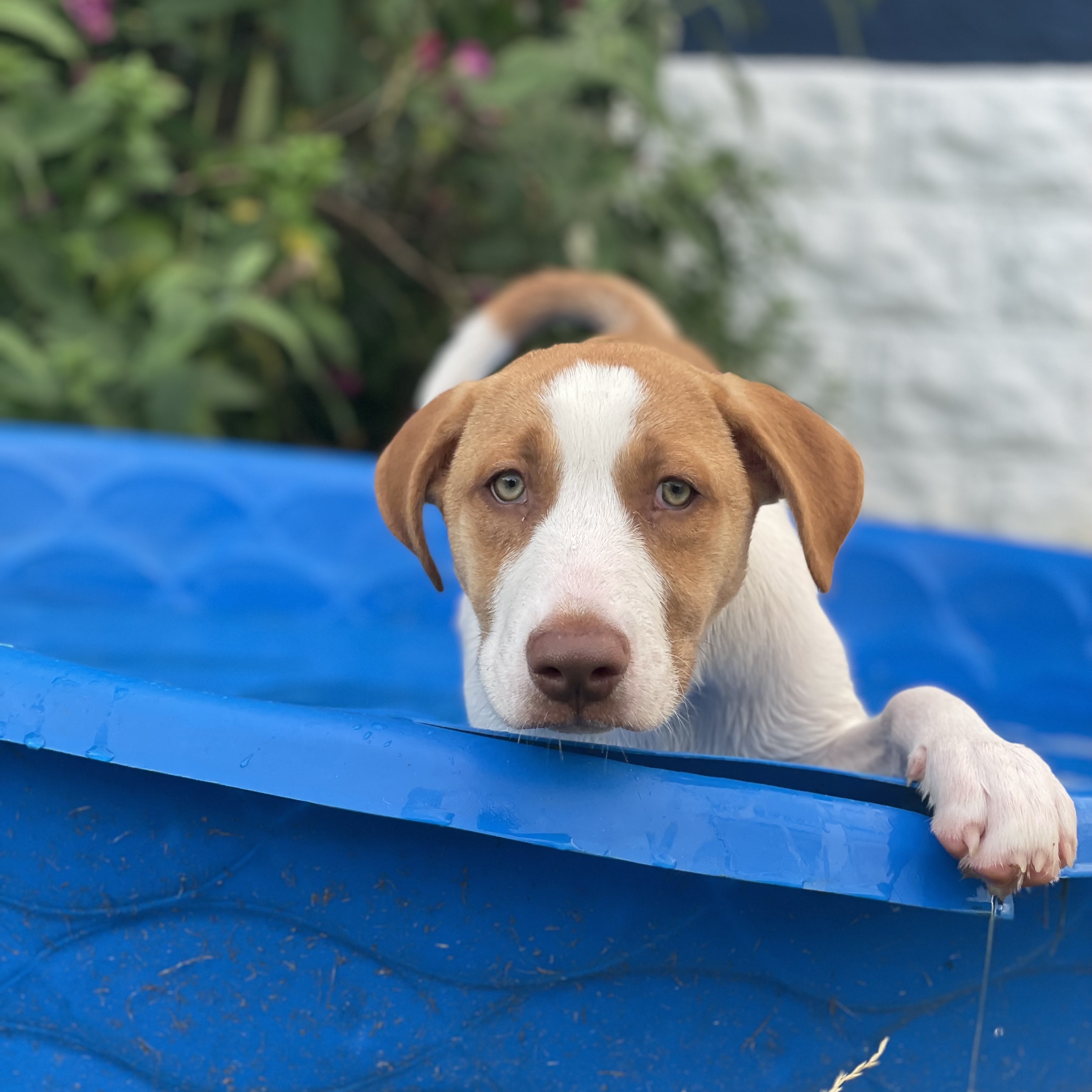 Enlarge Shylla, a Adopted mixed breed in Glenolden, PA image 2/6