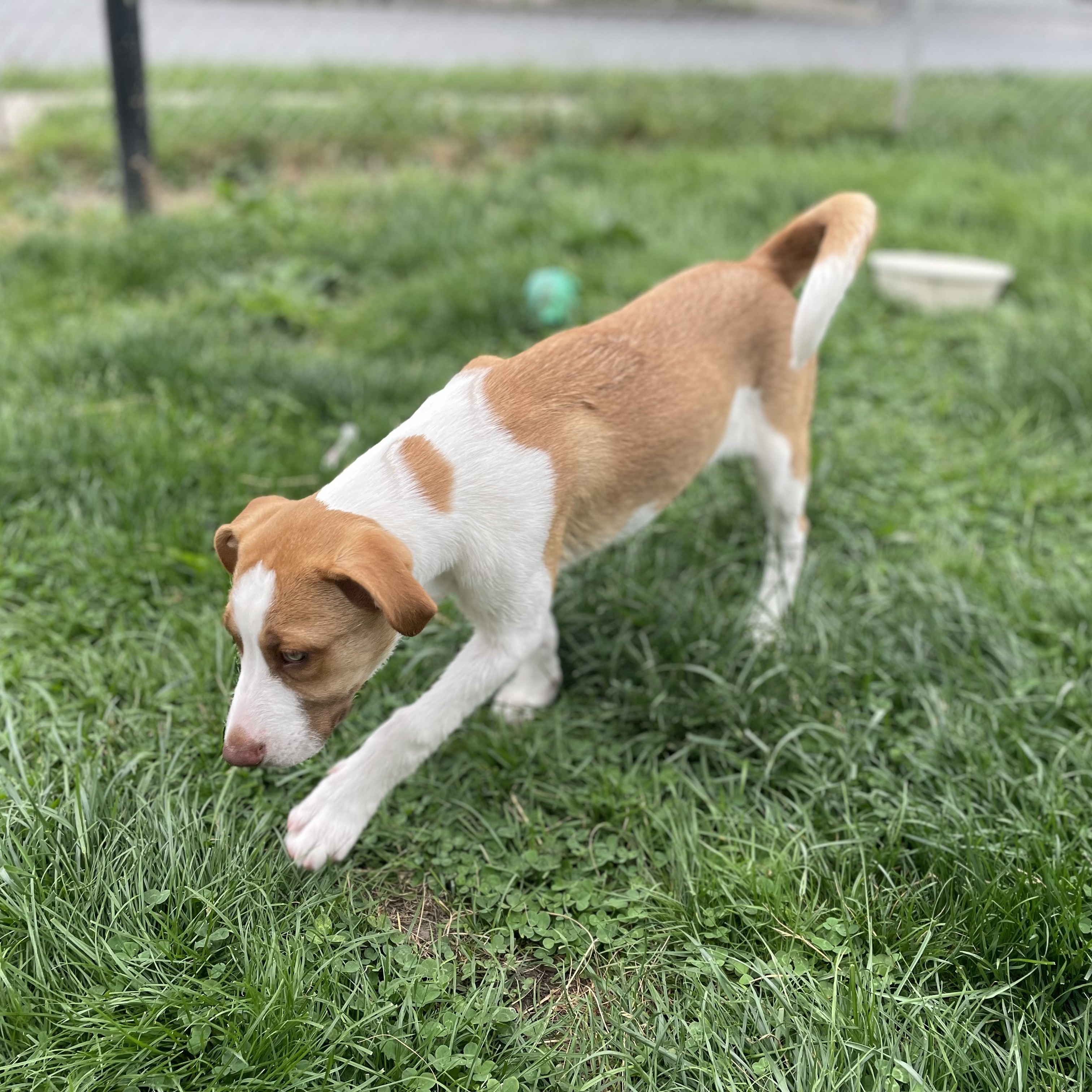 Enlarge Shylla, a Adopted mixed breed in Glenolden, PA image 4/6