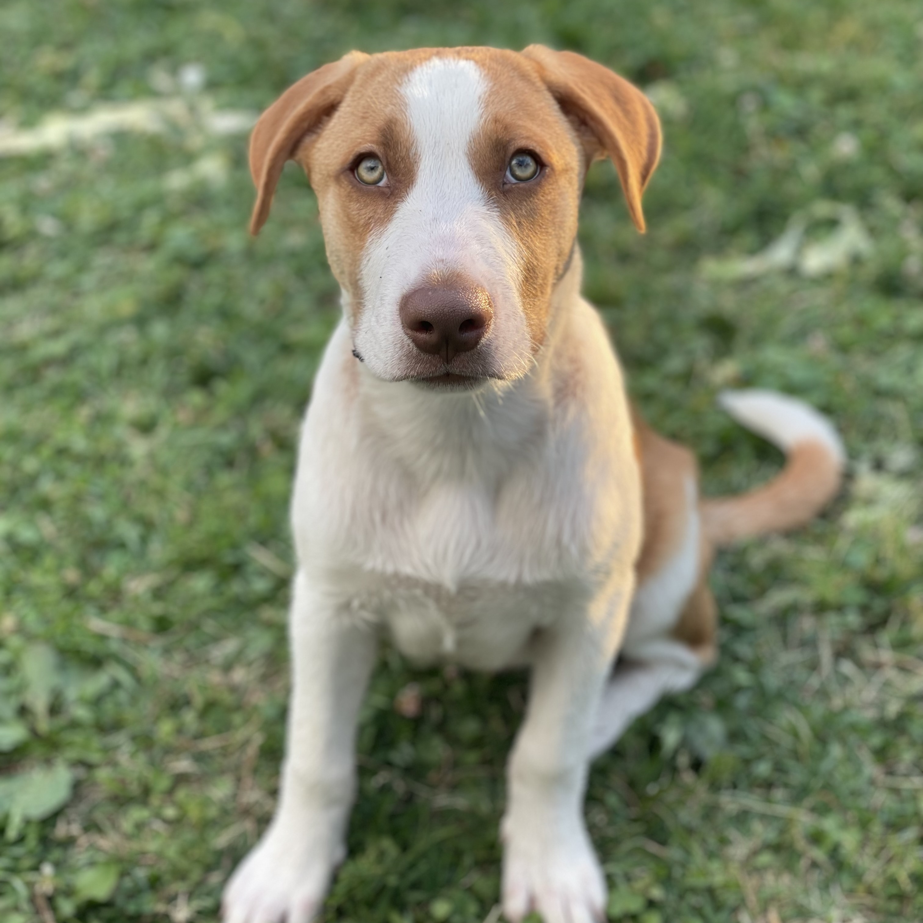 Enlarge Shylla, a Adopted mixed breed in Glenolden, PA image 1/6