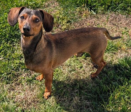 Enlarge Frankie in TN, an adoptable Dachshund in Shelbyville, TN image 4/4