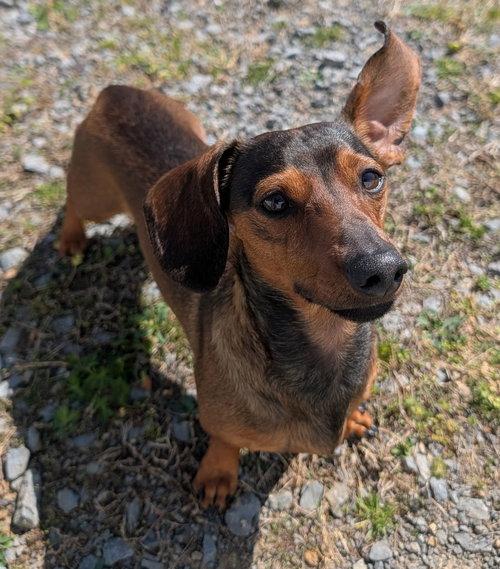 Enlarge Frankie in TN, an adoptable Dachshund in Shelbyville, TN image 2/4