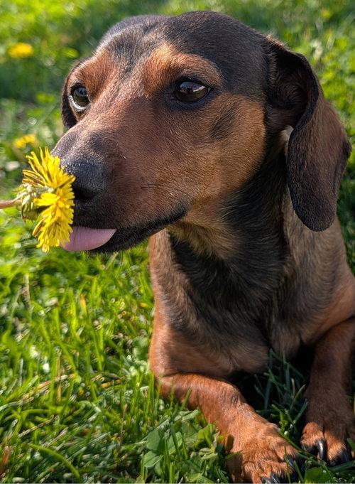 Frankie in TN, adoptable, Young Male Dachshund.