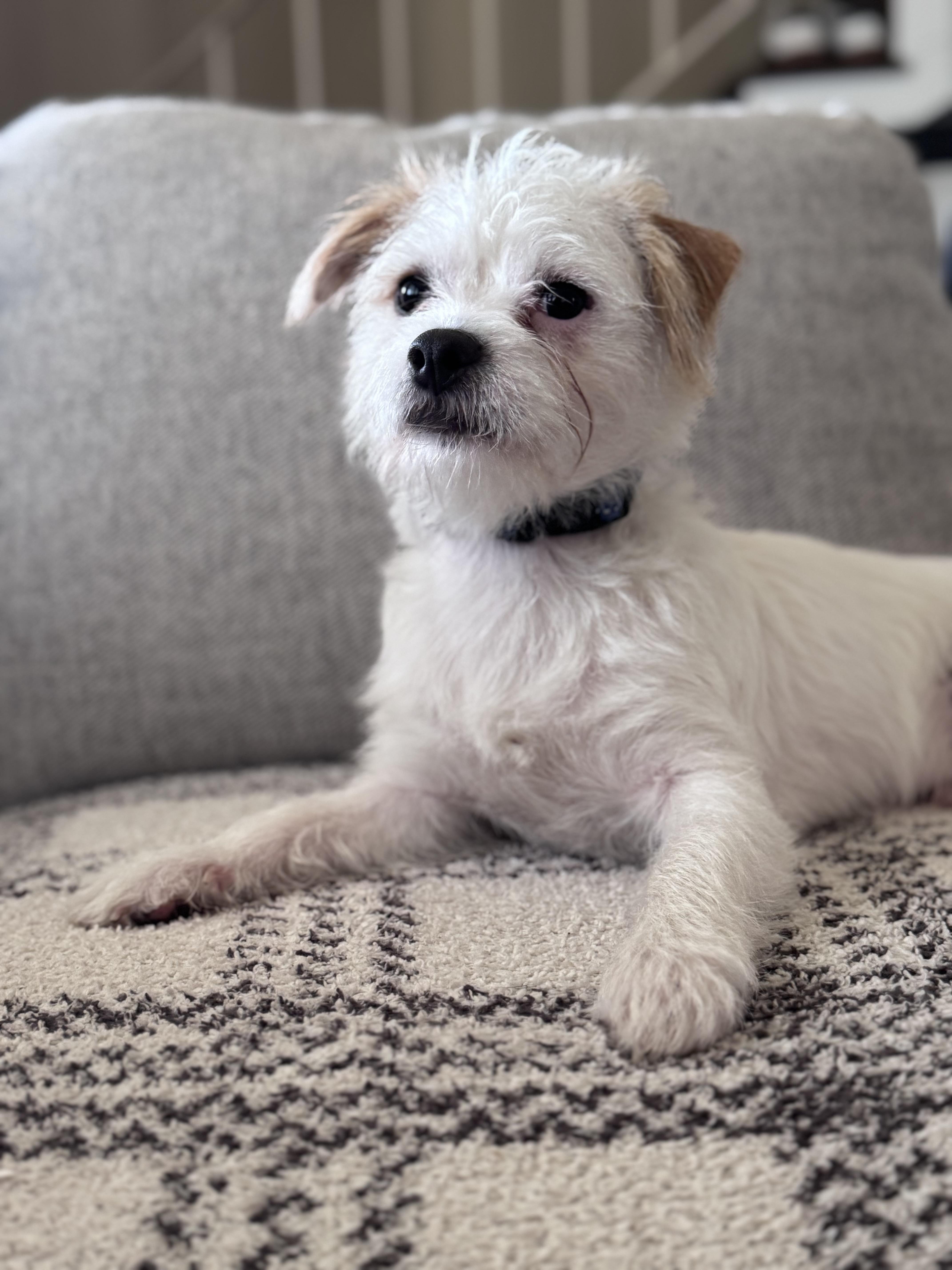 Tucker - available for adoption, an adoptable Jack Russell Terrier, Maltipoo in Tustin, CA, 92780 | Photo Image 3