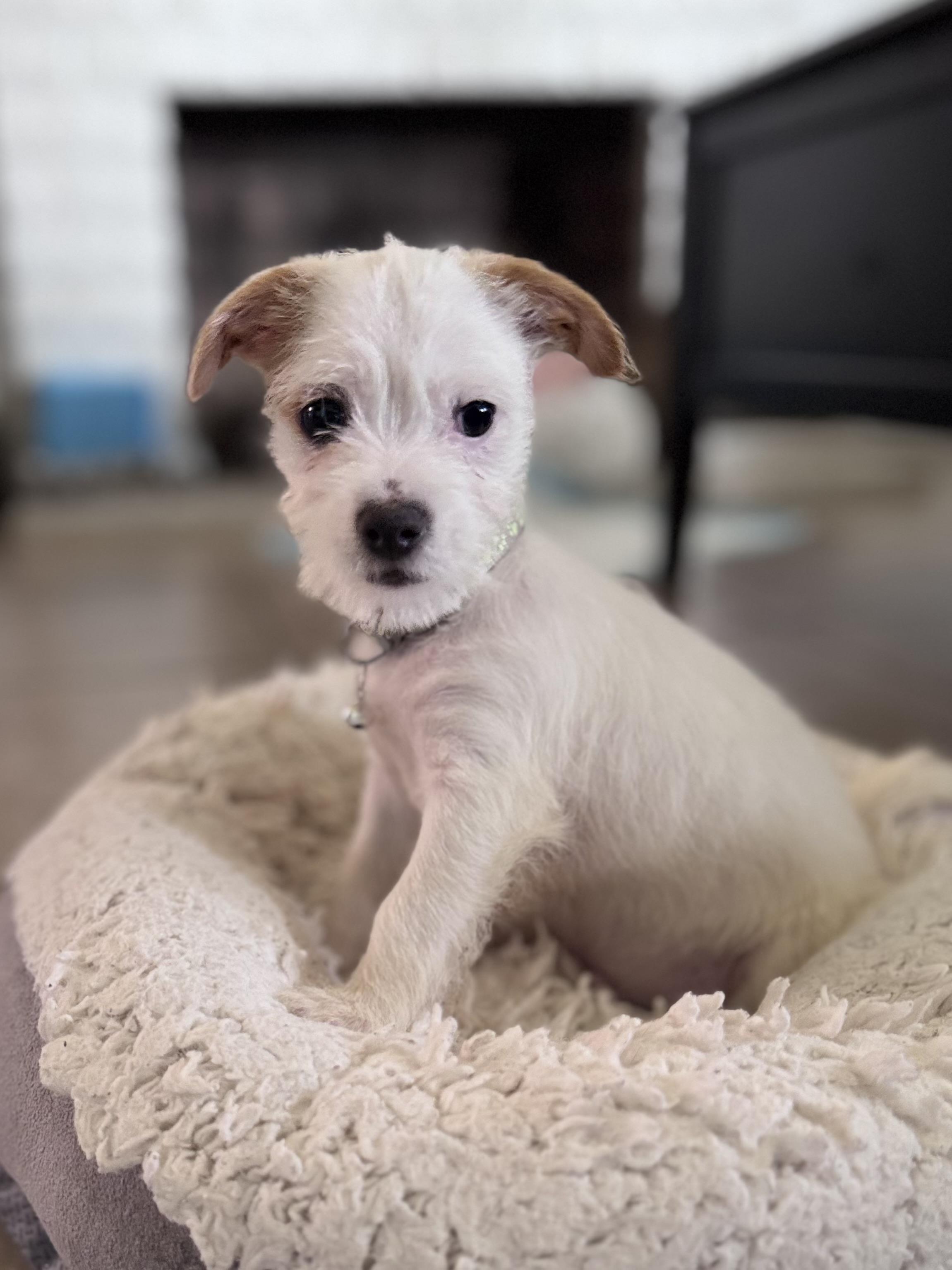 Tucker - available for adoption, an adoptable Jack Russell Terrier, Maltipoo in Tustin, CA, 92780 | Photo Image 5