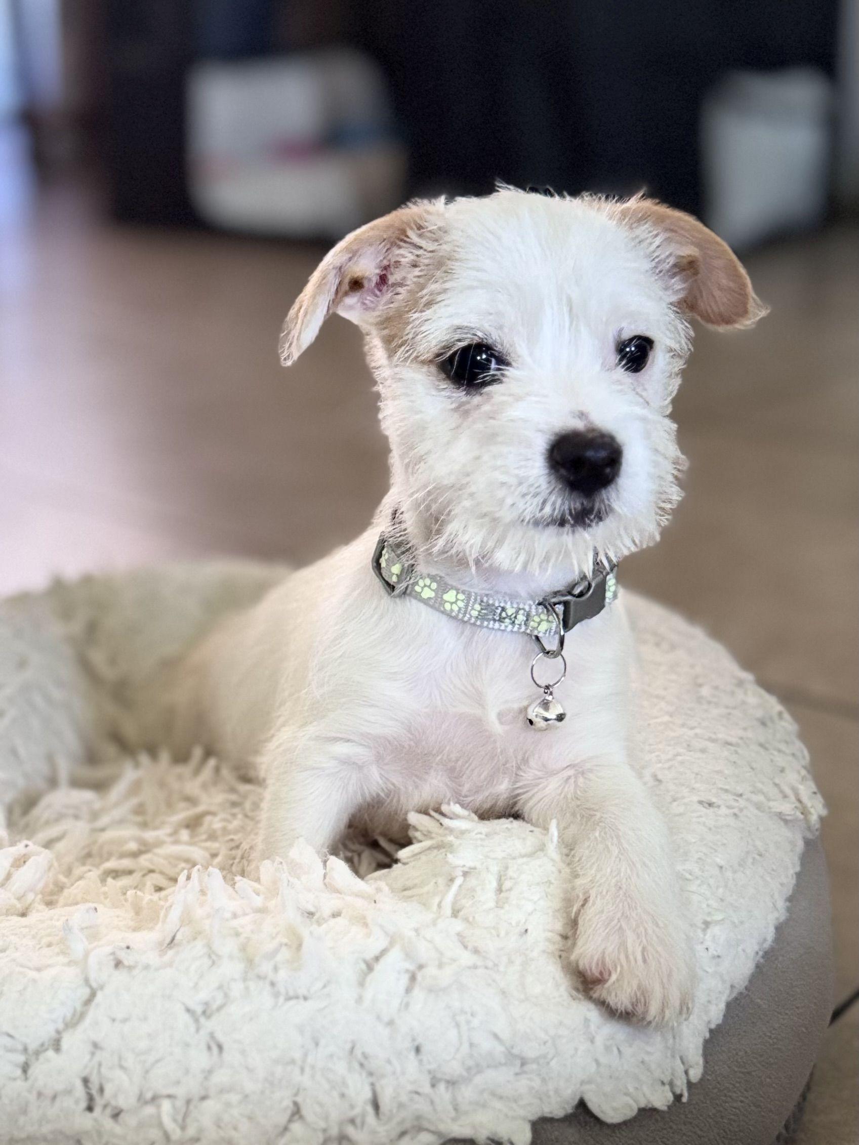 Tucker - available for adoption, an adoptable Jack Russell Terrier, Maltipoo in Tustin, CA, 92780 | Photo Image 4