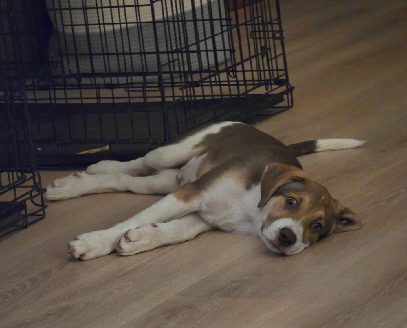Enlarge Reebok, a Adopted mixed breed in Sioux City, IA image 5/6