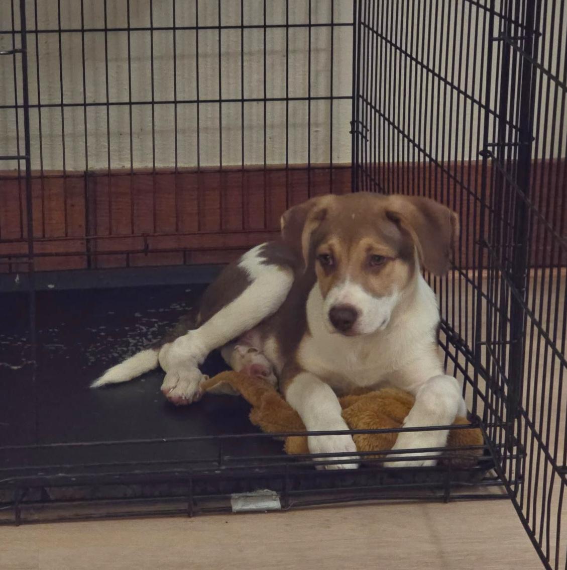 Enlarge Reebok, a Adopted mixed breed in Sioux City, IA image 2/6