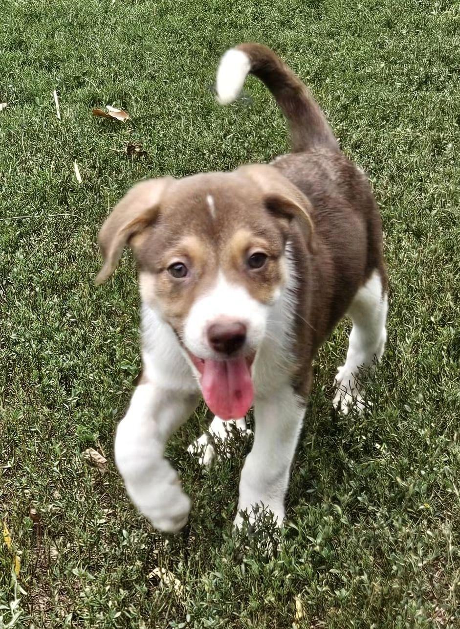 Reebok, Adopted, Puppy Male Great Pyrenees & Australian Cattle Dog / Blue Heeler.