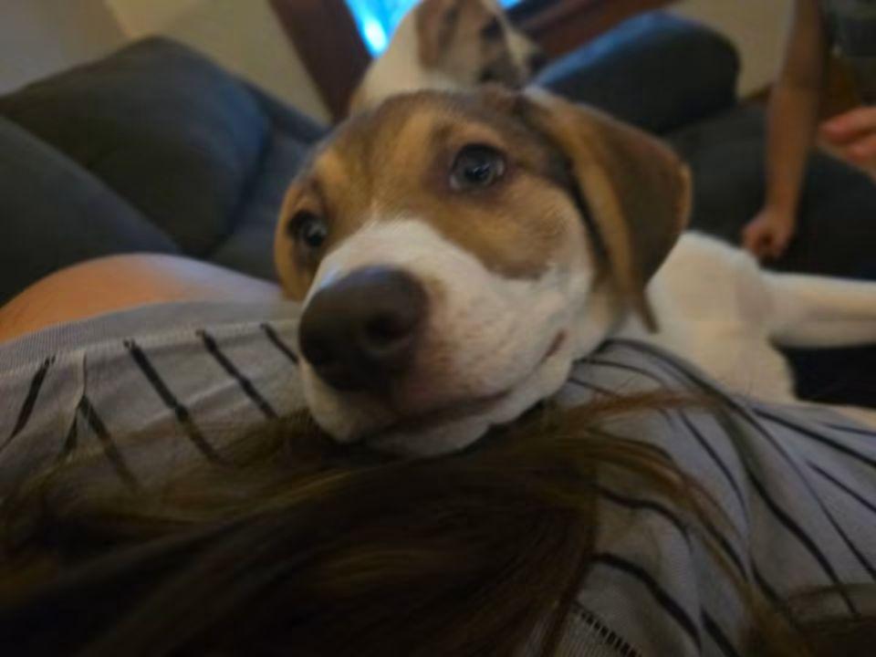 Enlarge Reebok, a Adopted mixed breed in Sioux City, IA image 6/6