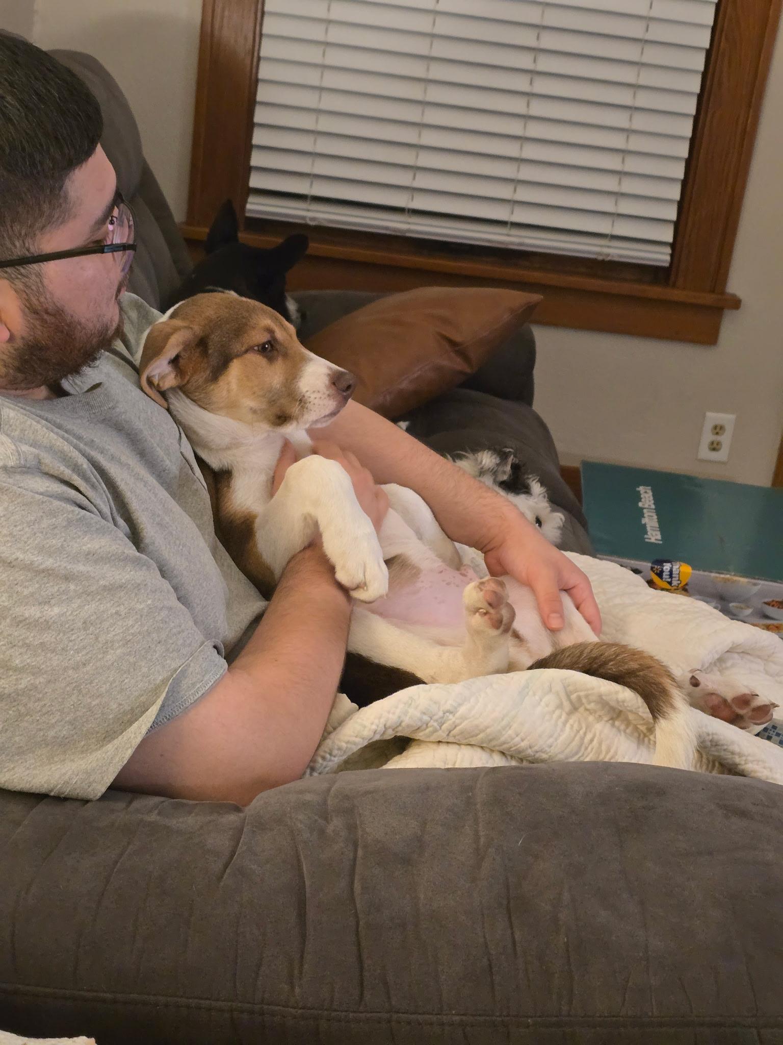 Enlarge Reebok, a Adopted mixed breed in Sioux City, IA image 3/6