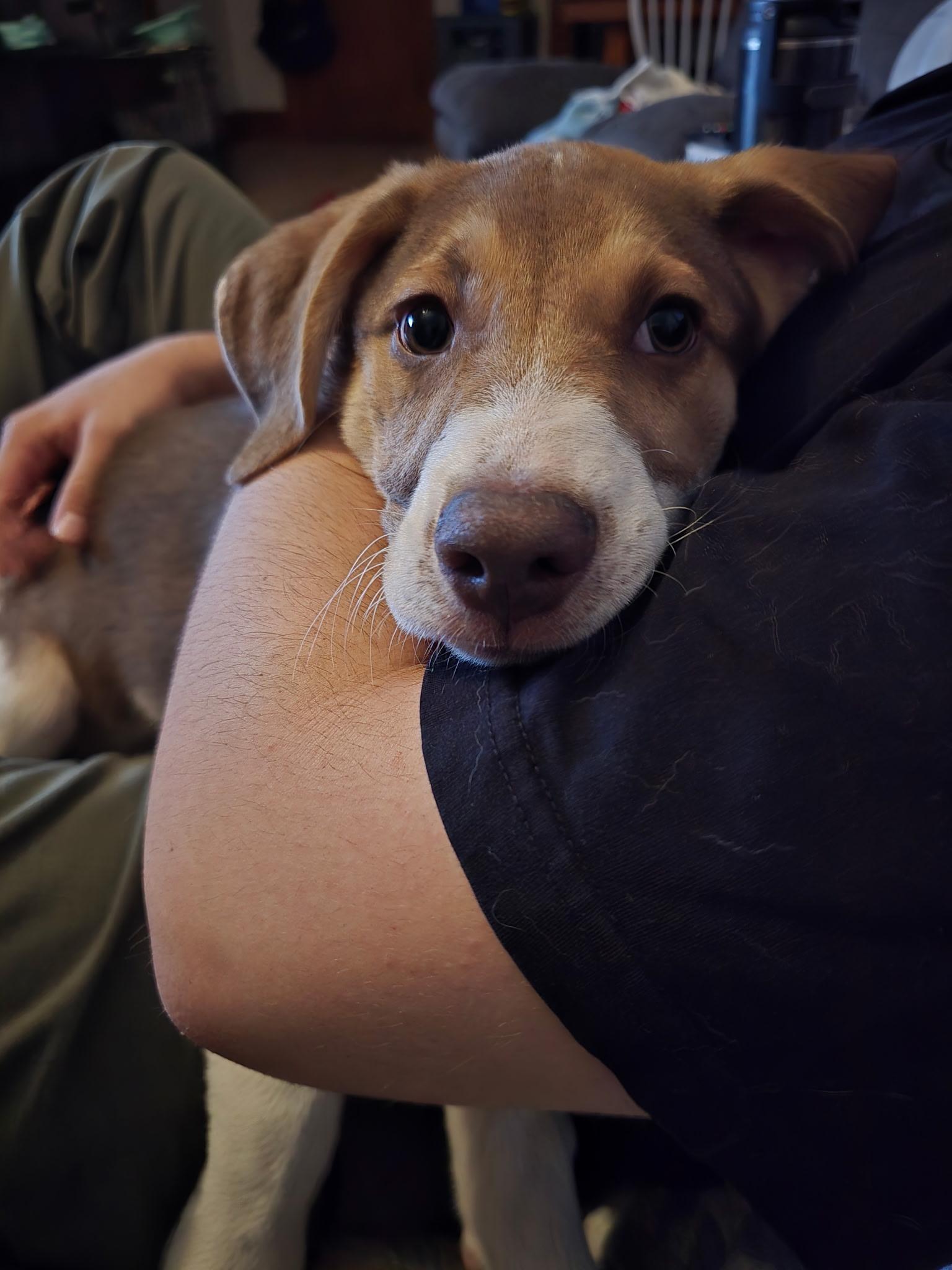 Enlarge Reebok, a Adopted mixed breed in Sioux City, IA image 4/6