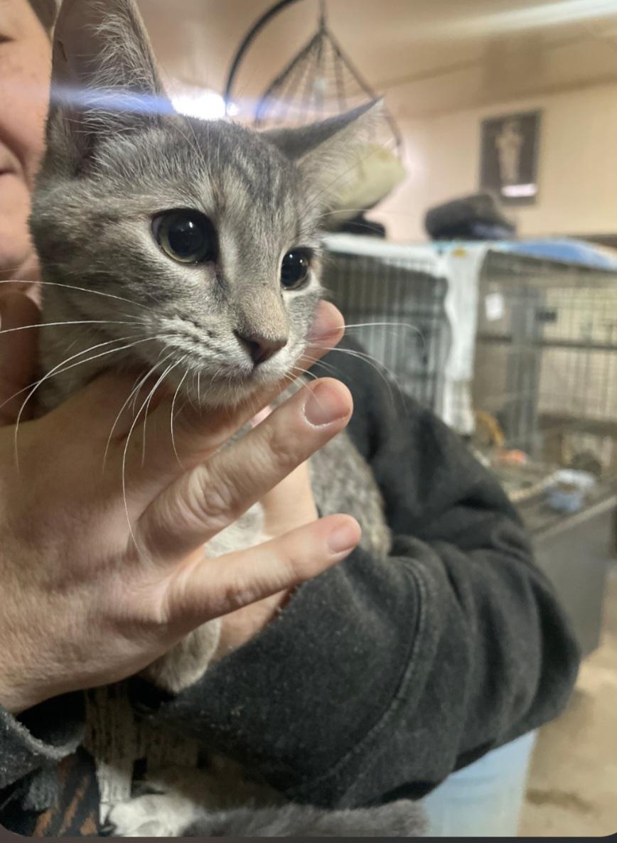 Enlarge K-1 Aspen, an adopted Tabby in Billings, MT image 1/1
