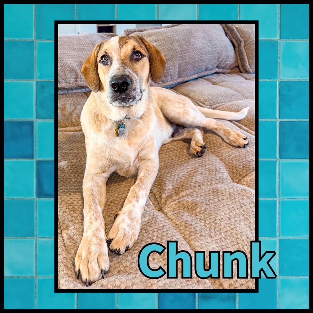 Chunk GDP, Adoptable, Young Male Collie.