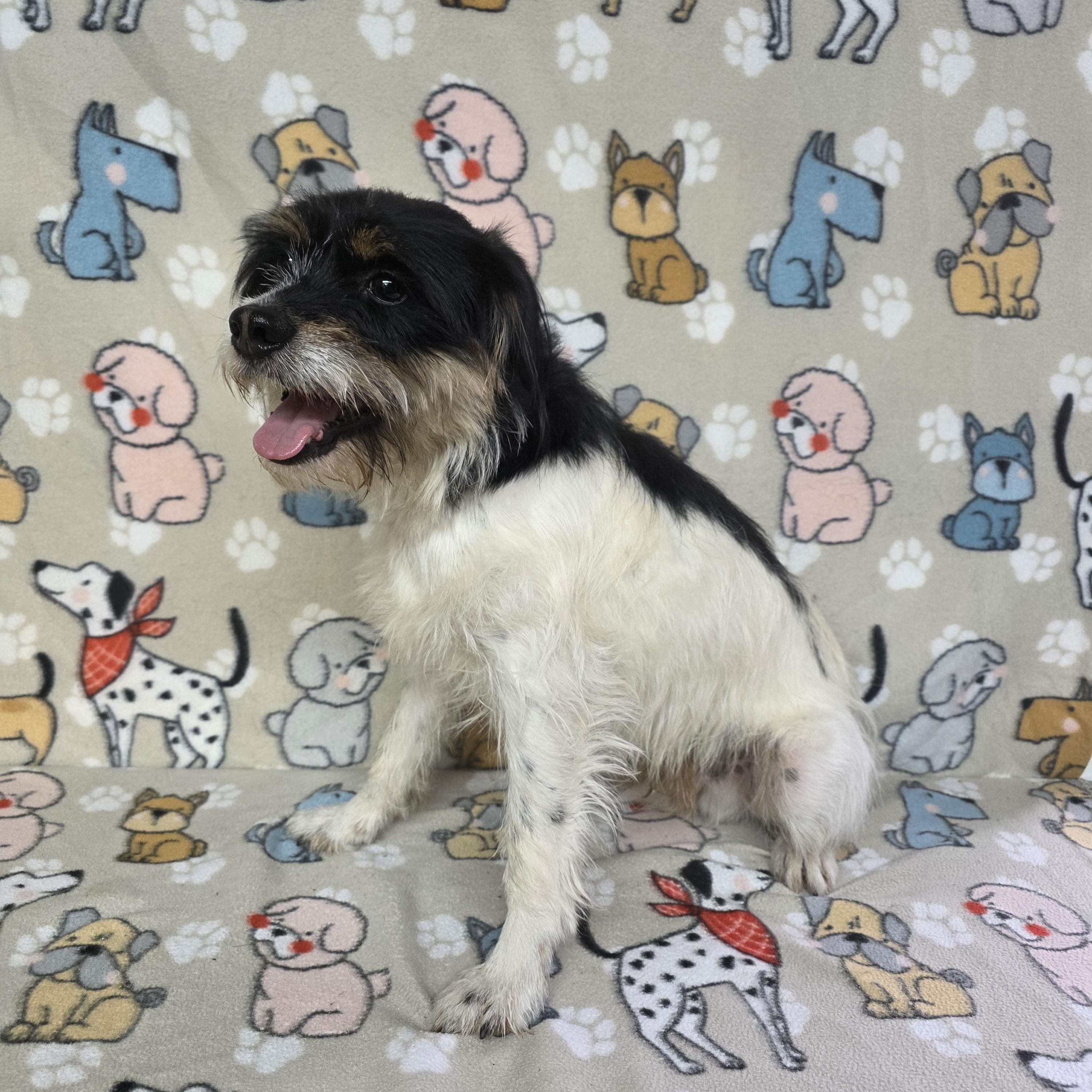 Patron, ADOPTABLE, Adult Male Jack Russell Terrier & Terrier.
