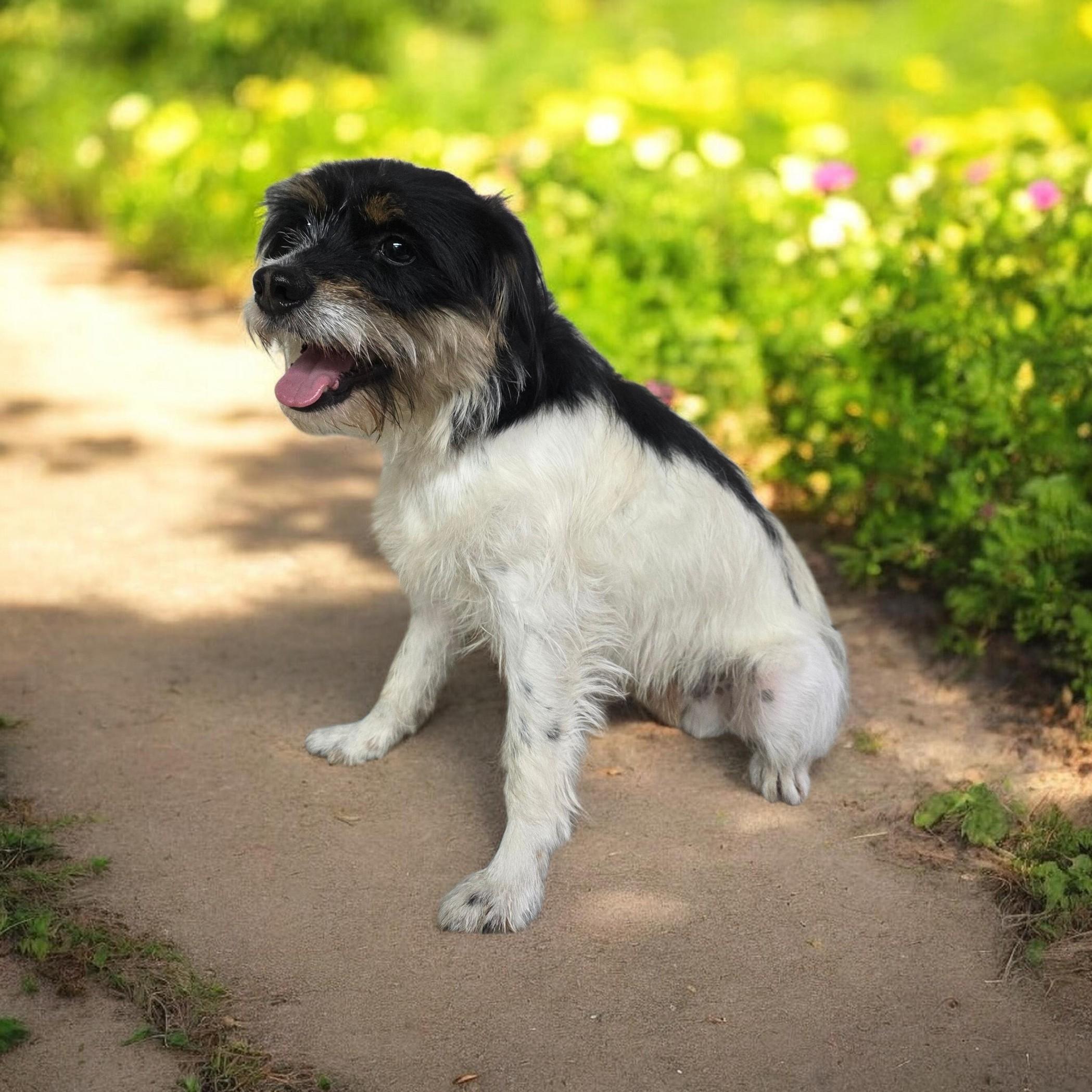 Patron, ADOPTABLE, Adult Male Jack Russell Terrier & Terrier.