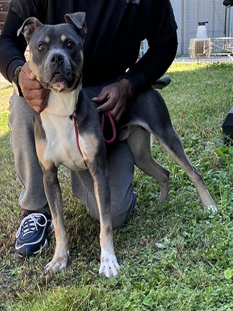 KIKO, Adoptable, Young Male American Staffordshire Terrier.