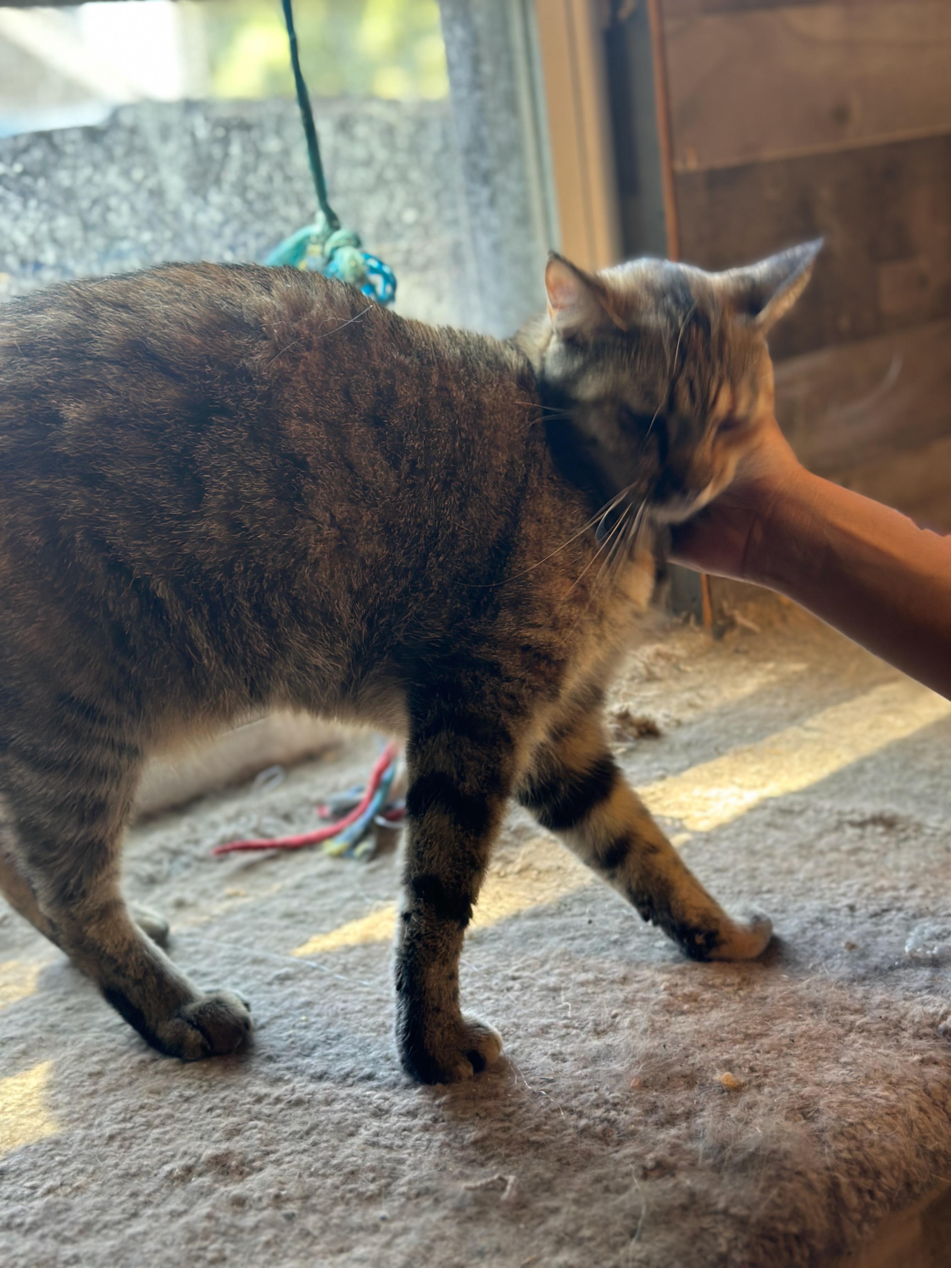 Tiger, Adoptable, Young Female Domestic Short Hair.