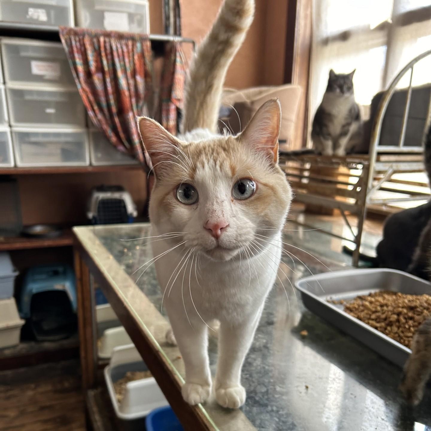 Rodger, an adoptable Domestic Short Hair in Springdale, AR, 72762 | Photo Image 3