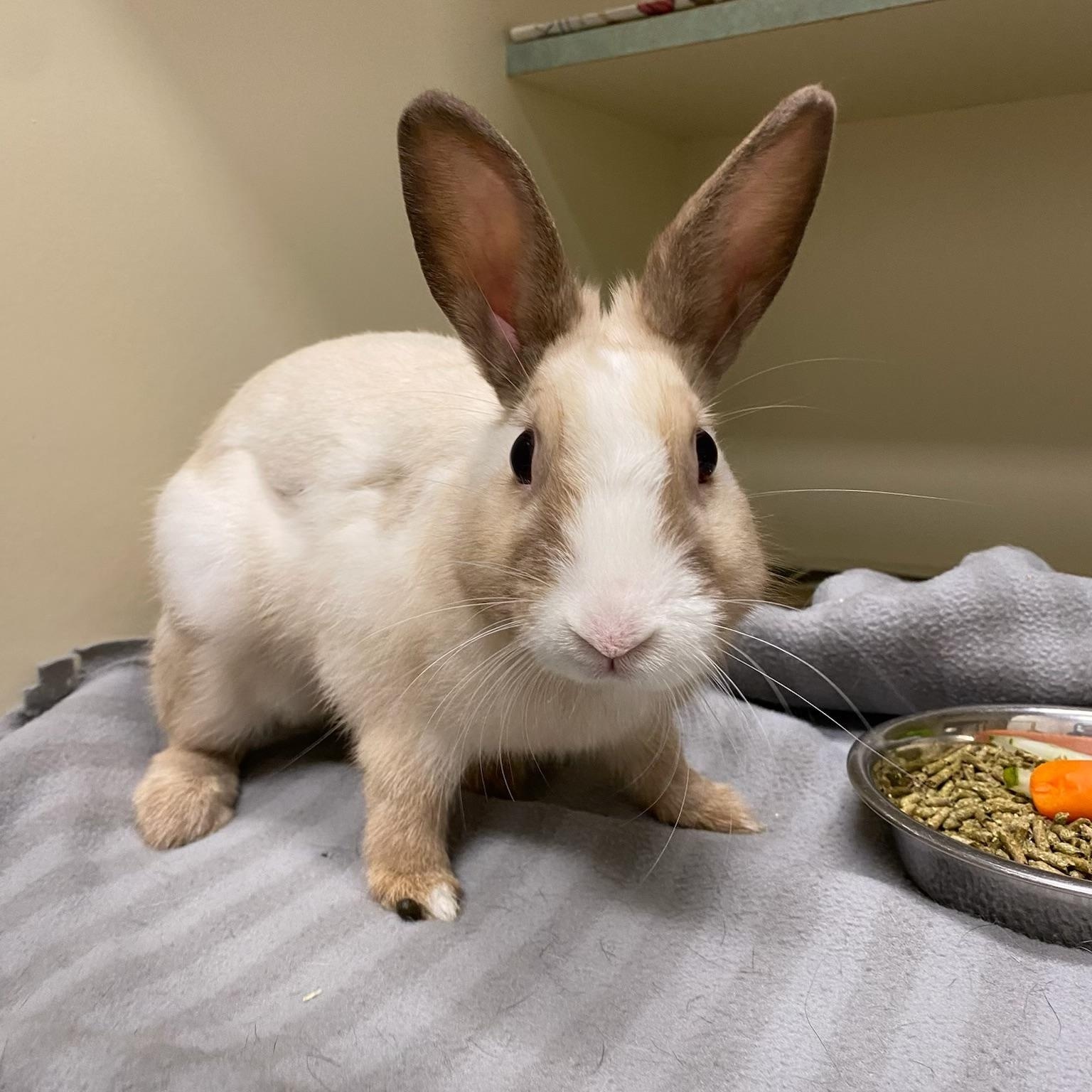 Craig, adoptable, Young Male Tan.