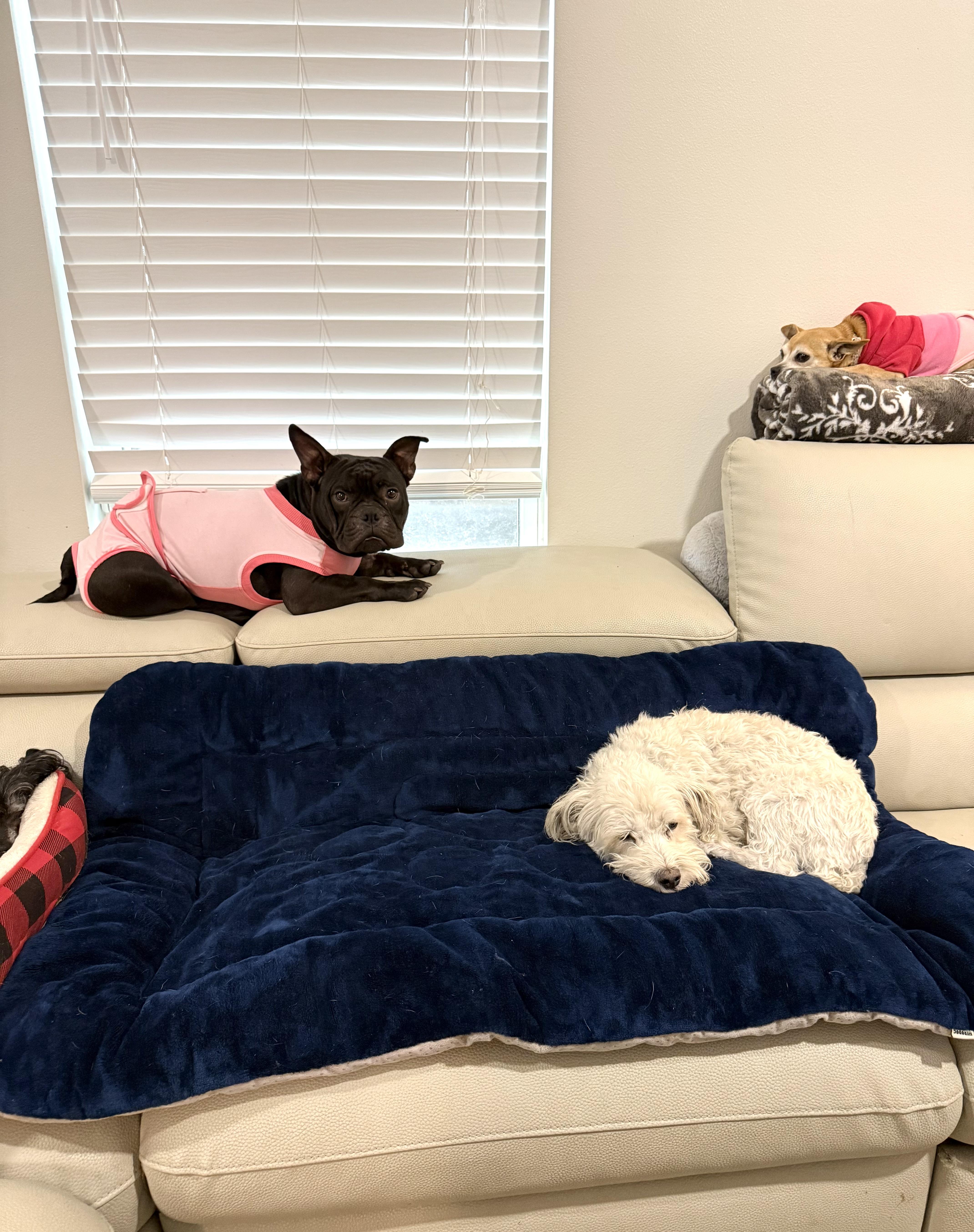 Enlarge Dahlia the darling Microbully #32, an adopted mixed breed in Lockhart, TX image 2/6