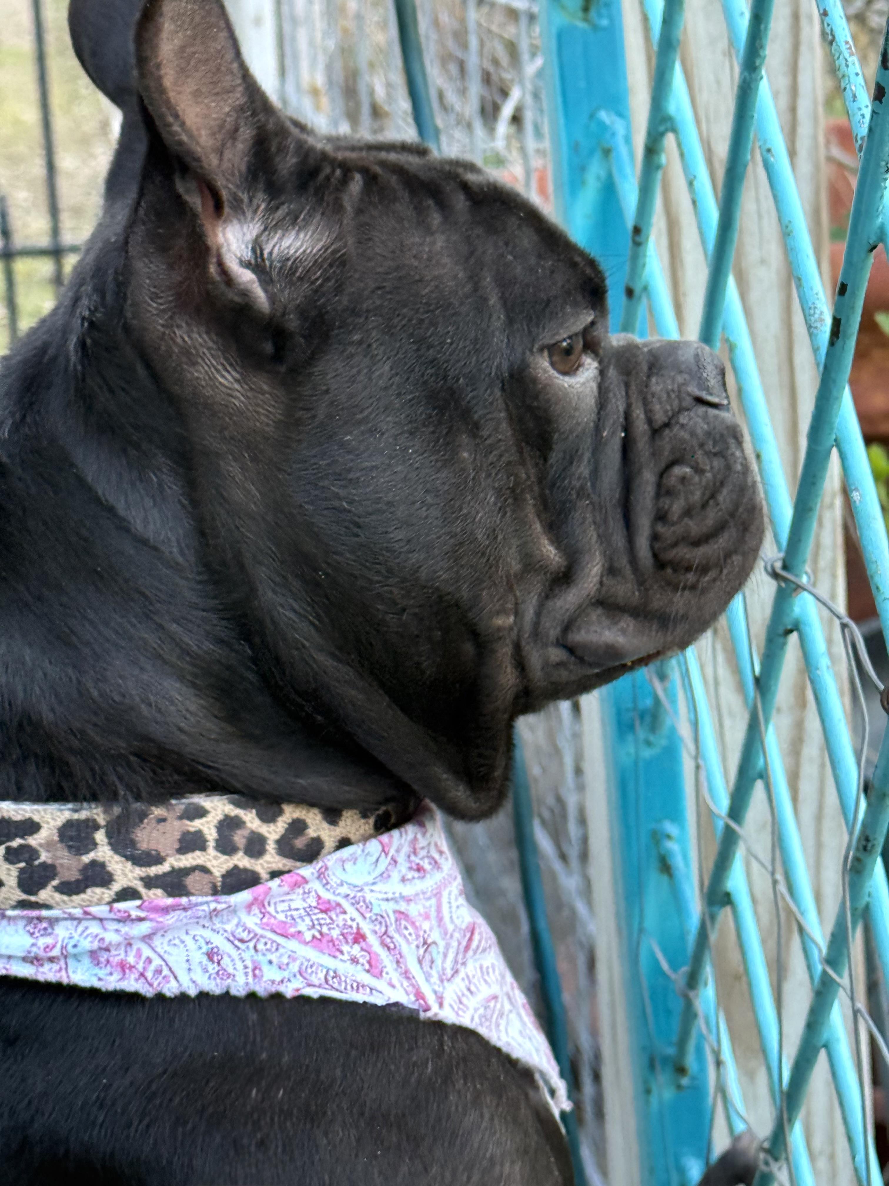 Enlarge Dahlia the darling Microbully #32, an adopted mixed breed in Lockhart, TX image 5/6