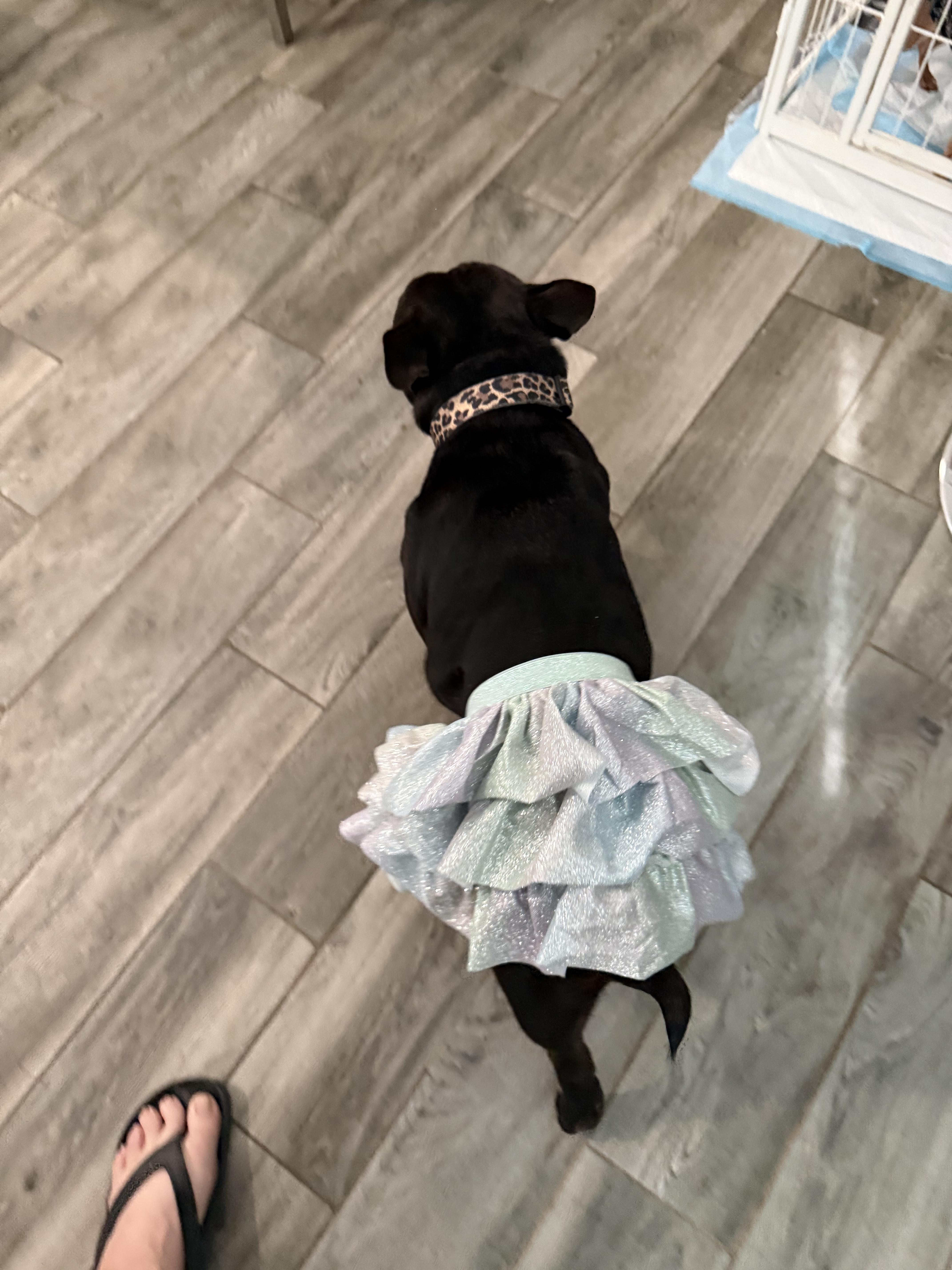 Enlarge Dahlia the darling Microbully #32, an adopted mixed breed in Lockhart, TX image 3/6