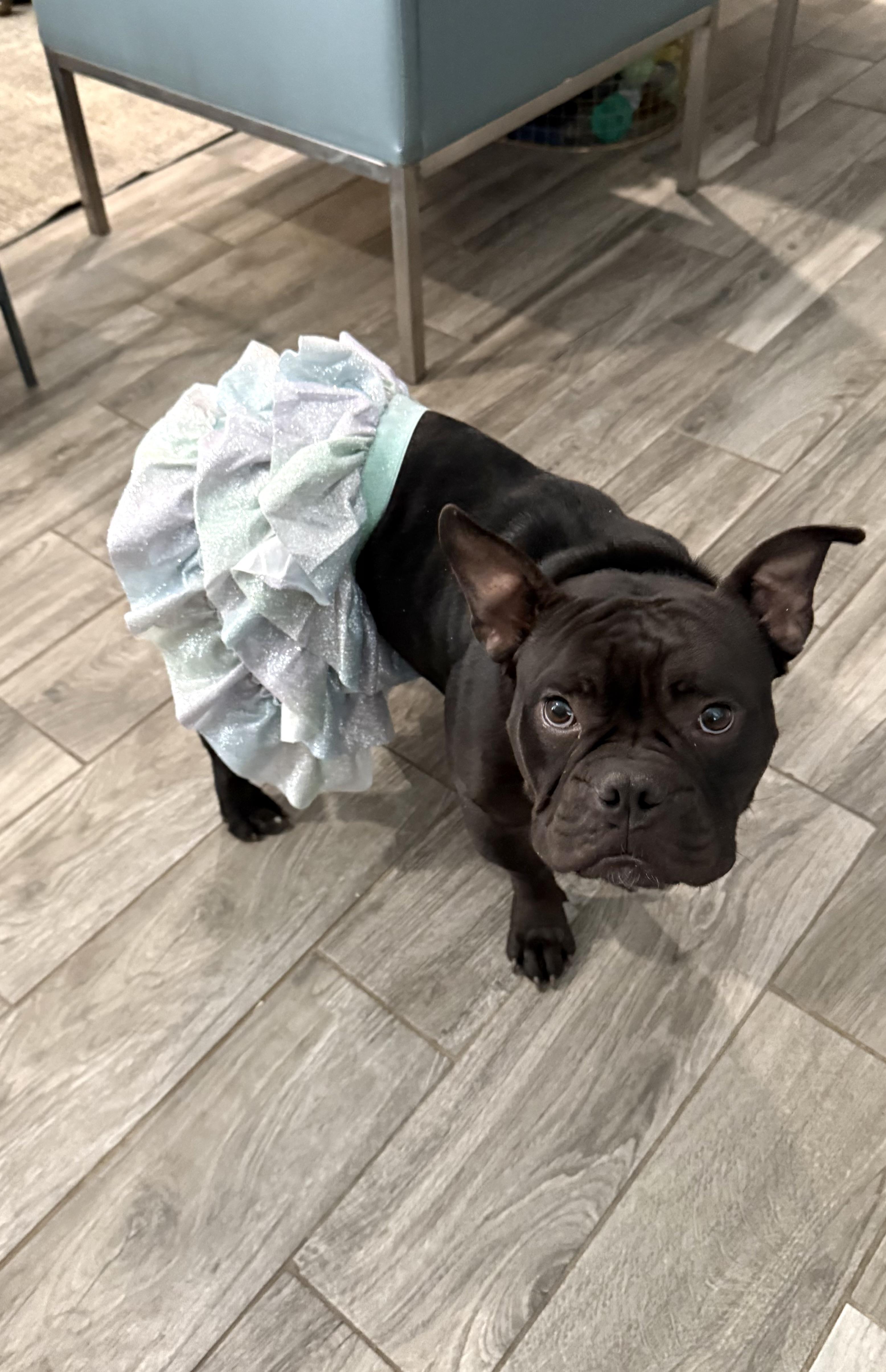 Enlarge Dahlia the darling Microbully #32, an adopted mixed breed in Lockhart, TX image 1/6