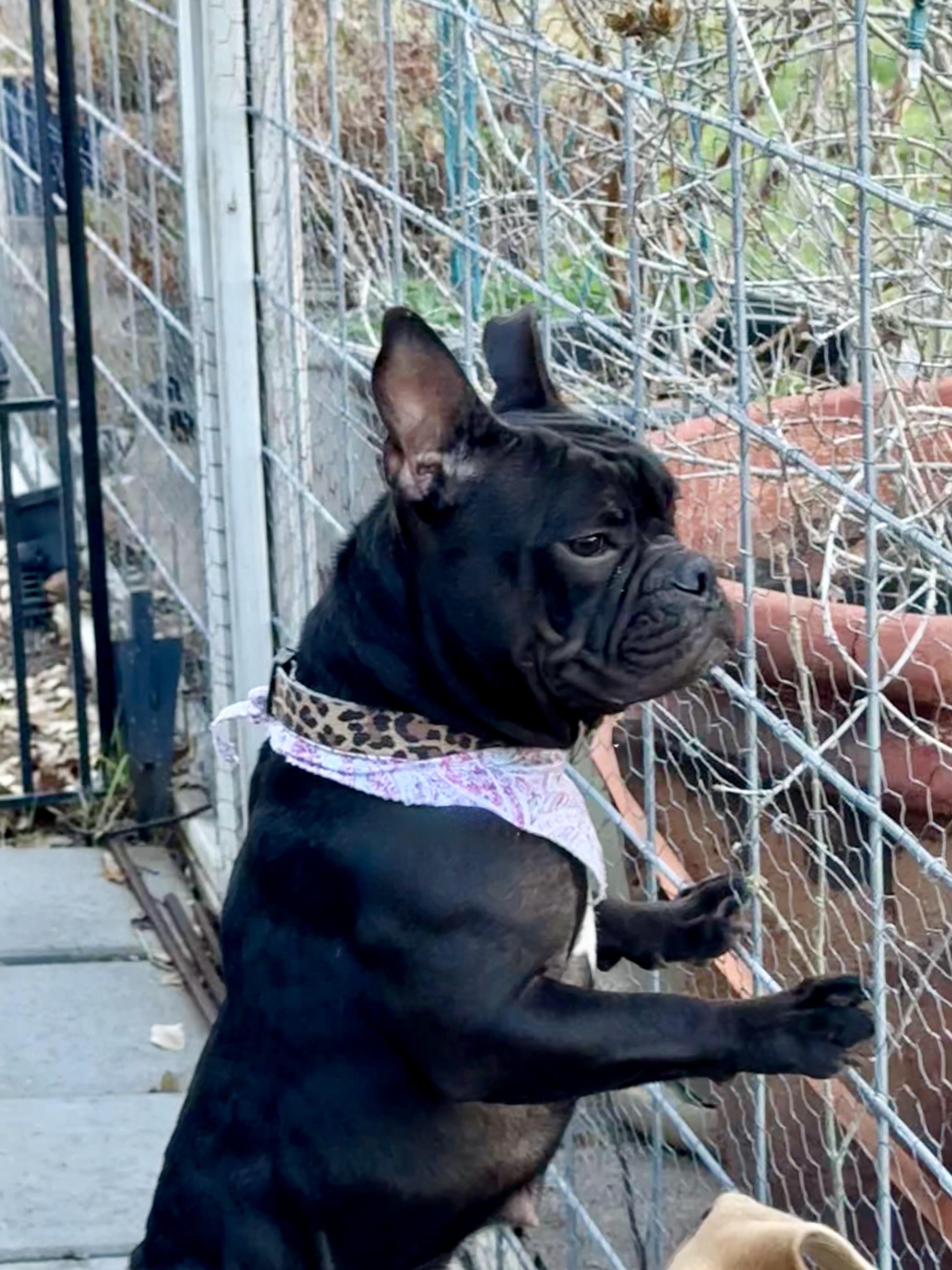 Enlarge Dahlia the darling Microbully #32, an adopted mixed breed in Lockhart, TX image 6/6