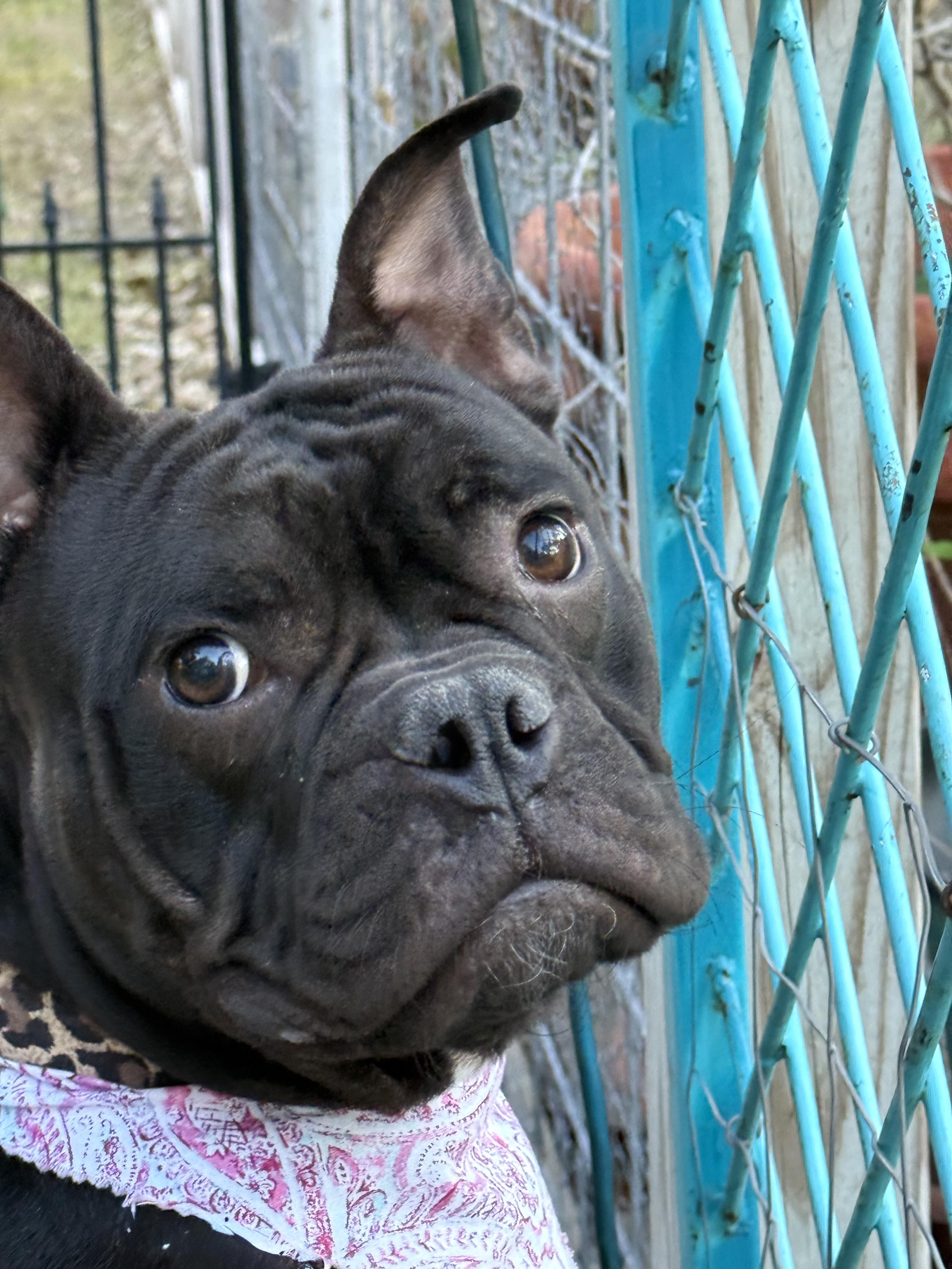 Enlarge Dahlia the darling Microbully #32, an adopted mixed breed in Lockhart, TX image 4/6