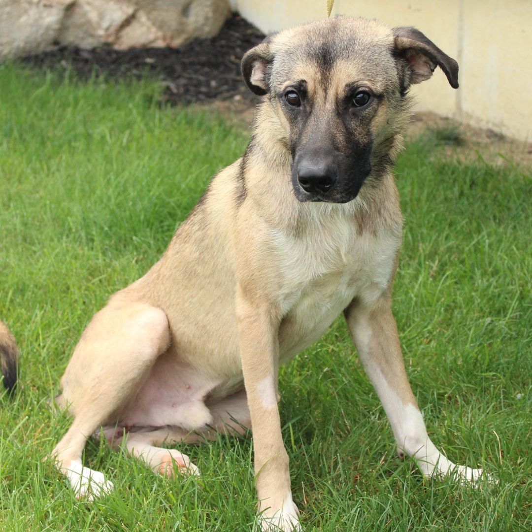 Enlarge Bradley, a Adoptable German Shepherd Dog in Eaton, OH image 8/12