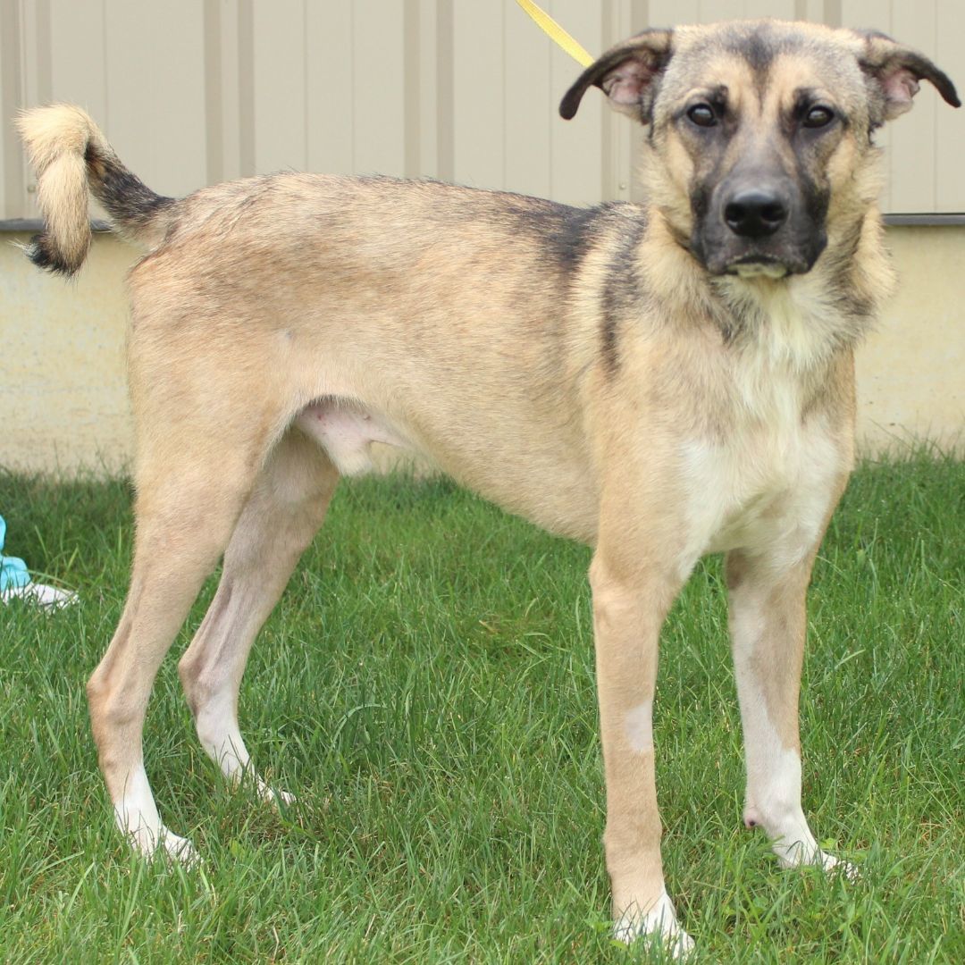 Enlarge Bradley, a Adoptable German Shepherd Dog in Eaton, OH image 9/12