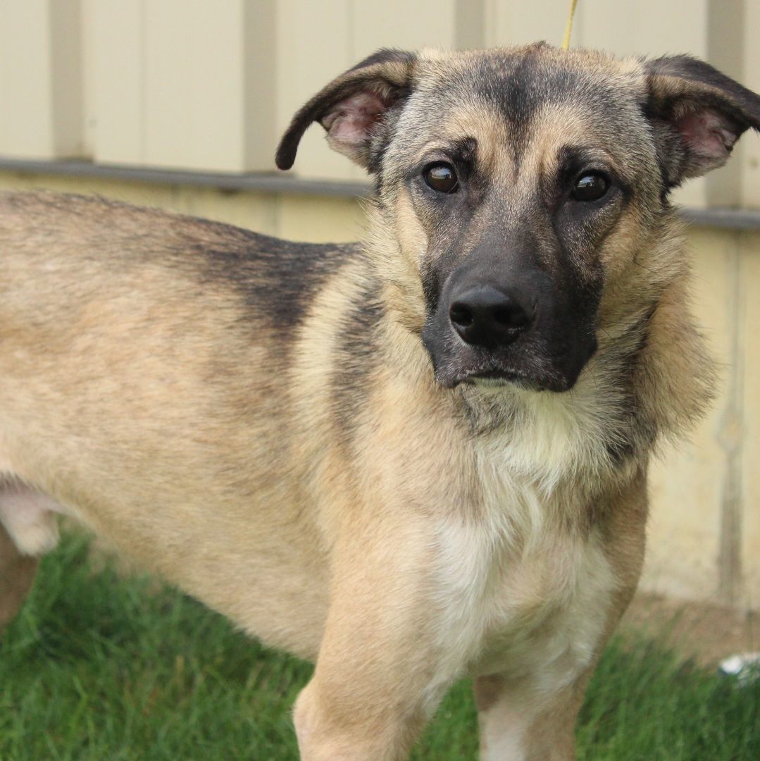 Enlarge Bradley, a Adoptable German Shepherd Dog in Eaton, OH image 10/12