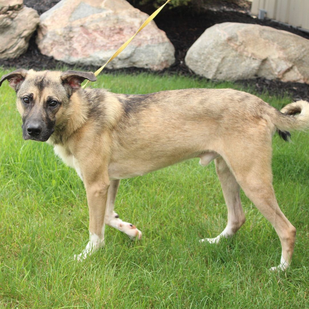 Enlarge Bradley, a Adoptable German Shepherd Dog in Eaton, OH image 11/12
