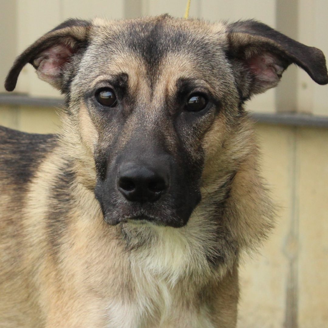 Enlarge Bradley, a Adoptable German Shepherd Dog in Eaton, OH image 1/12