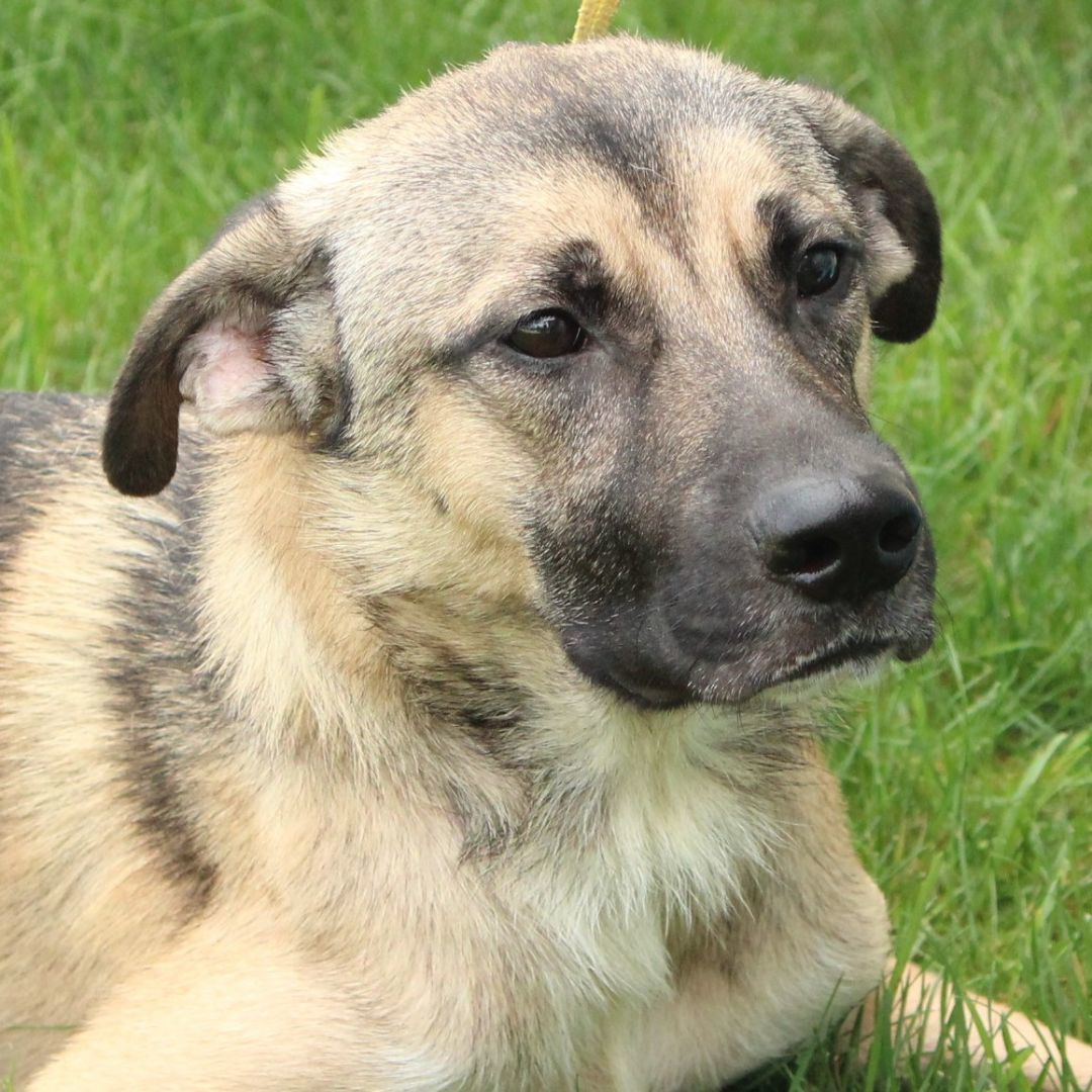 Enlarge Bradley, a Adoptable German Shepherd Dog in Eaton, OH image 12/12