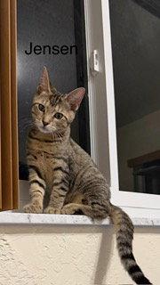 Enlarge Jensen, a Adoptable Tabby in Oakland Park, FL image 1/3