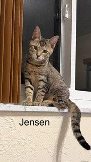 Enlarge Jensen, a Adoptable Tabby in Oakland Park, FL image 2/3