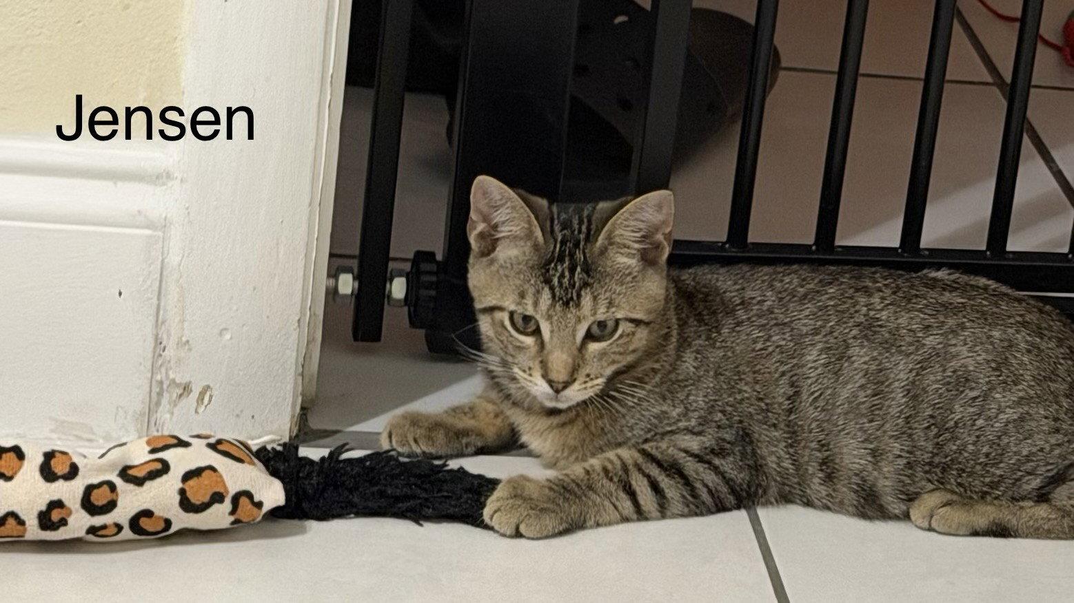 Enlarge Jensen, a Adoptable Tabby in Oakland Park, FL image 3/3