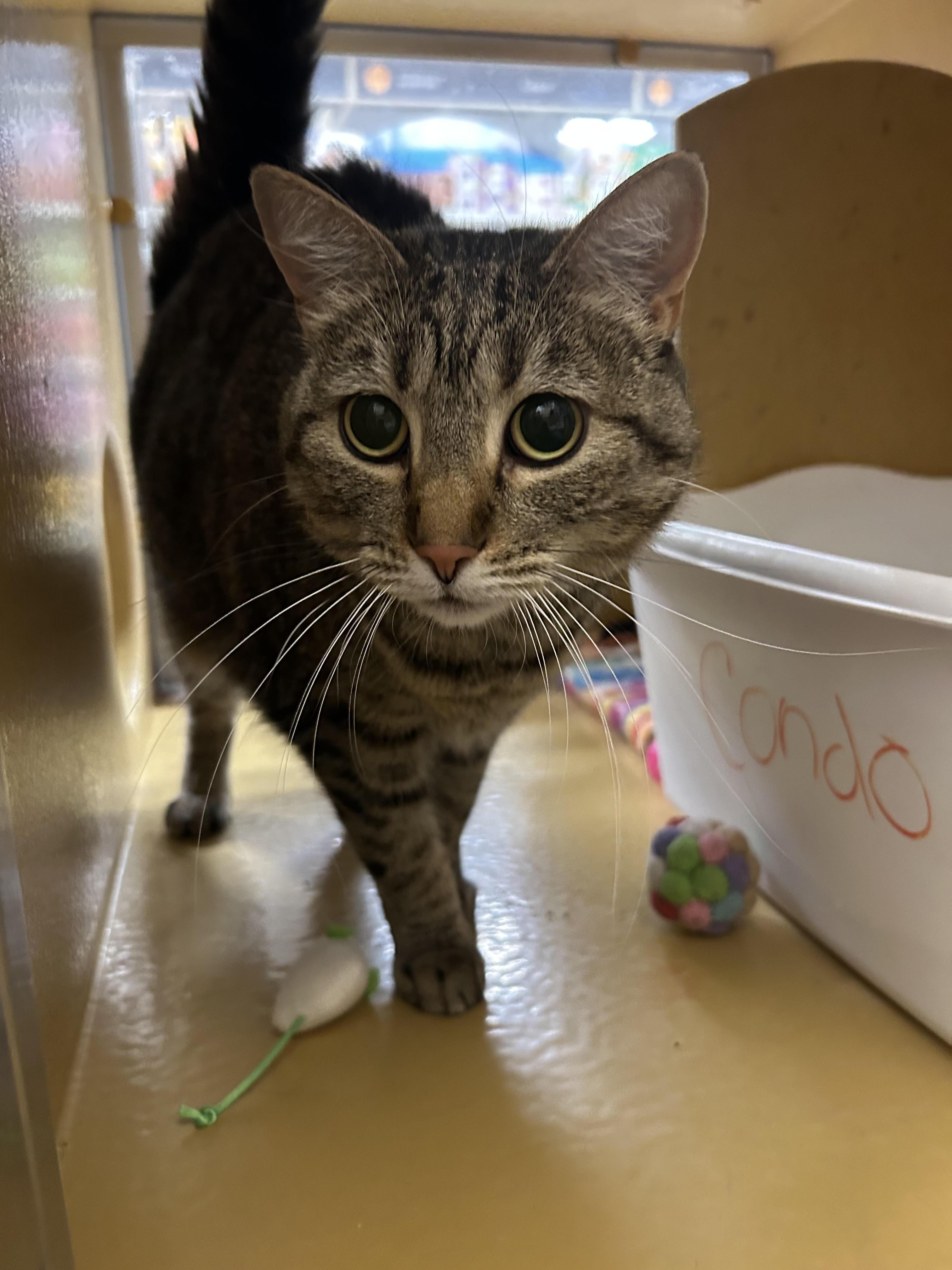 Enlarge Wanda, a ADOPTABLE Domestic Short Hair in Herculaneum, MO image 1/1