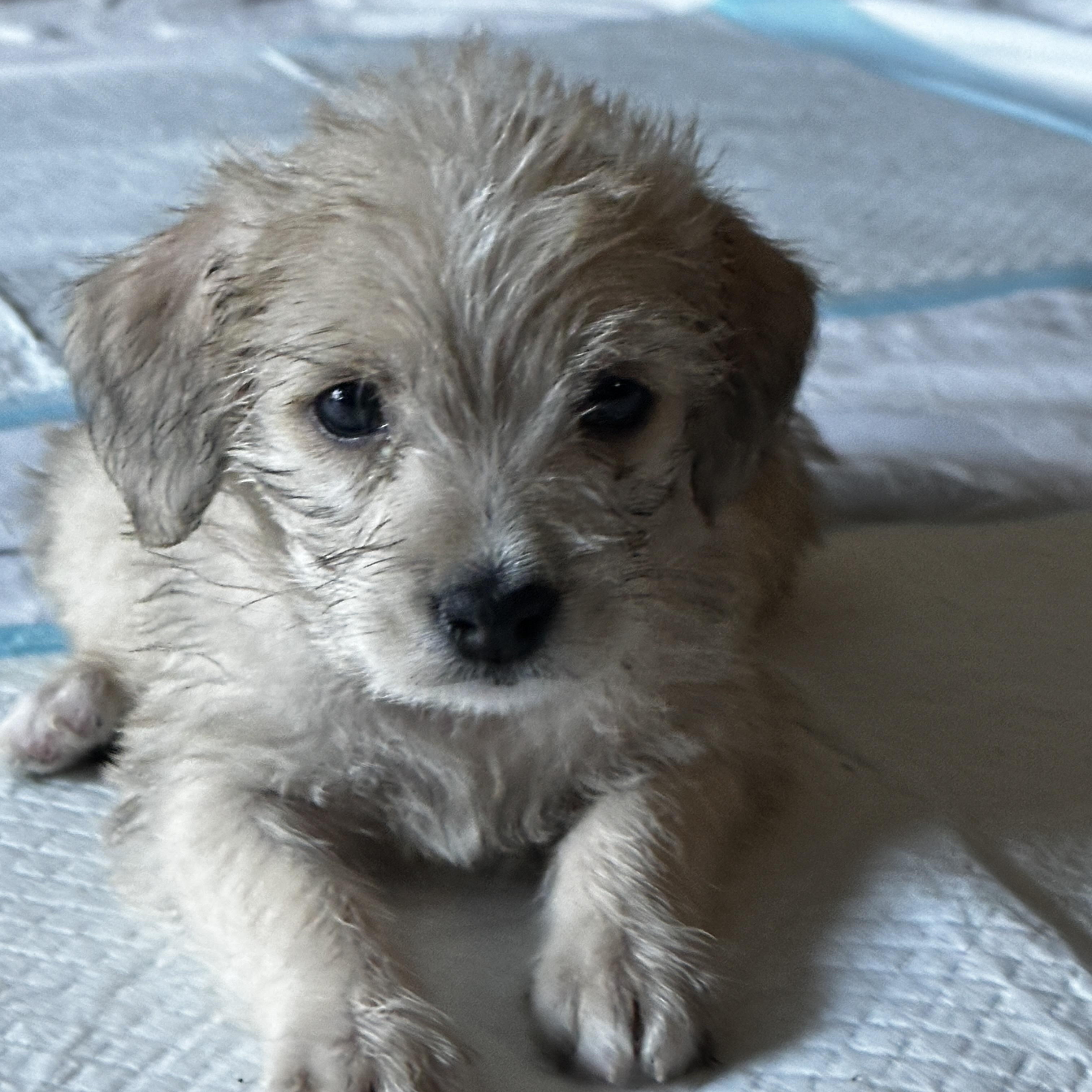 Enlarge Greta, a ADOPTABLE mixed breed in Penryn, CA image 1/1