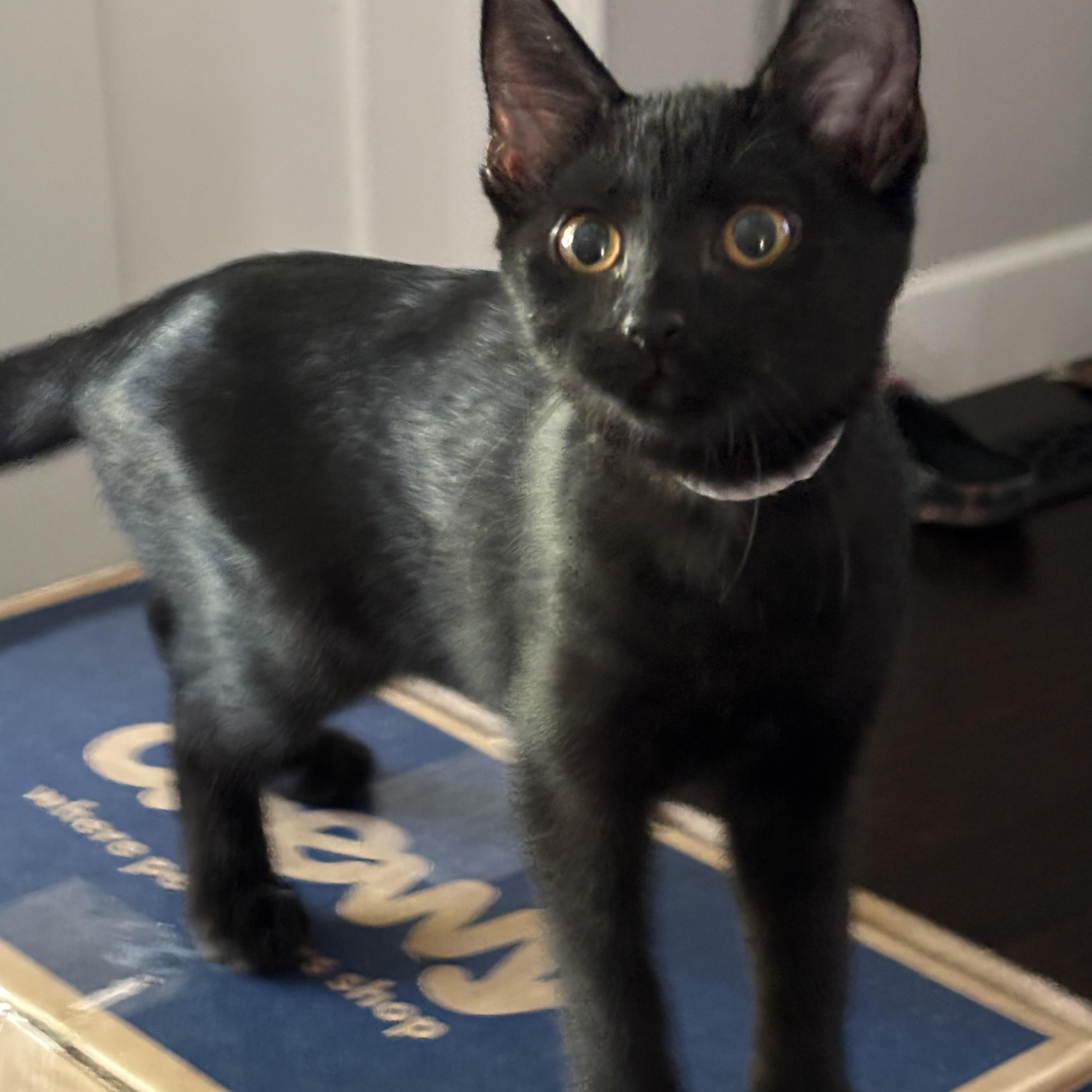 Enlarge Mrs. White, a Adoptable Domestic Short Hair in DICKSON, TN image 3/4