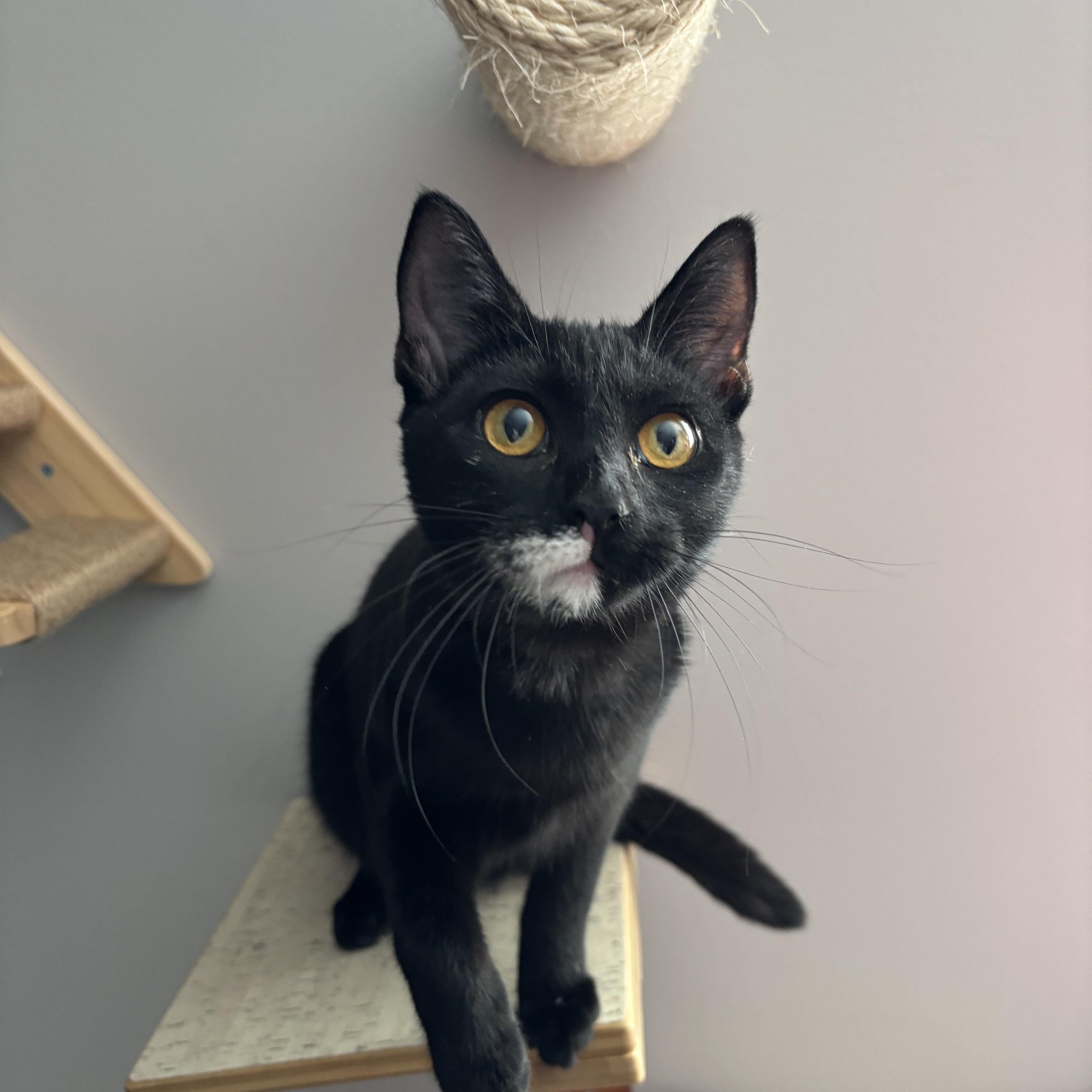 Enlarge Mrs. White, a Adoptable Domestic Short Hair in DICKSON, TN image 2/5