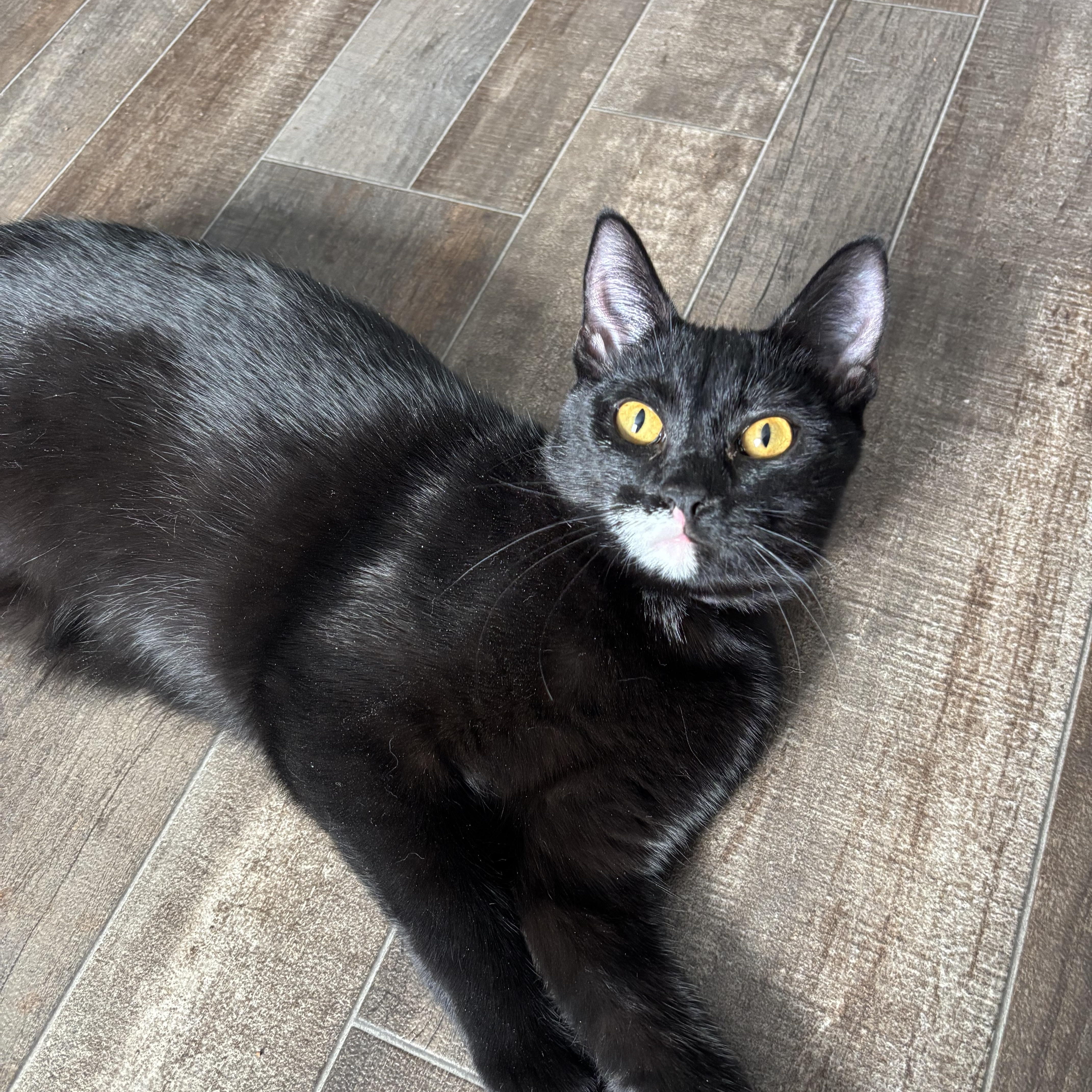 Enlarge Mrs. White, a Adoptable Domestic Short Hair in DICKSON, TN image 1/5