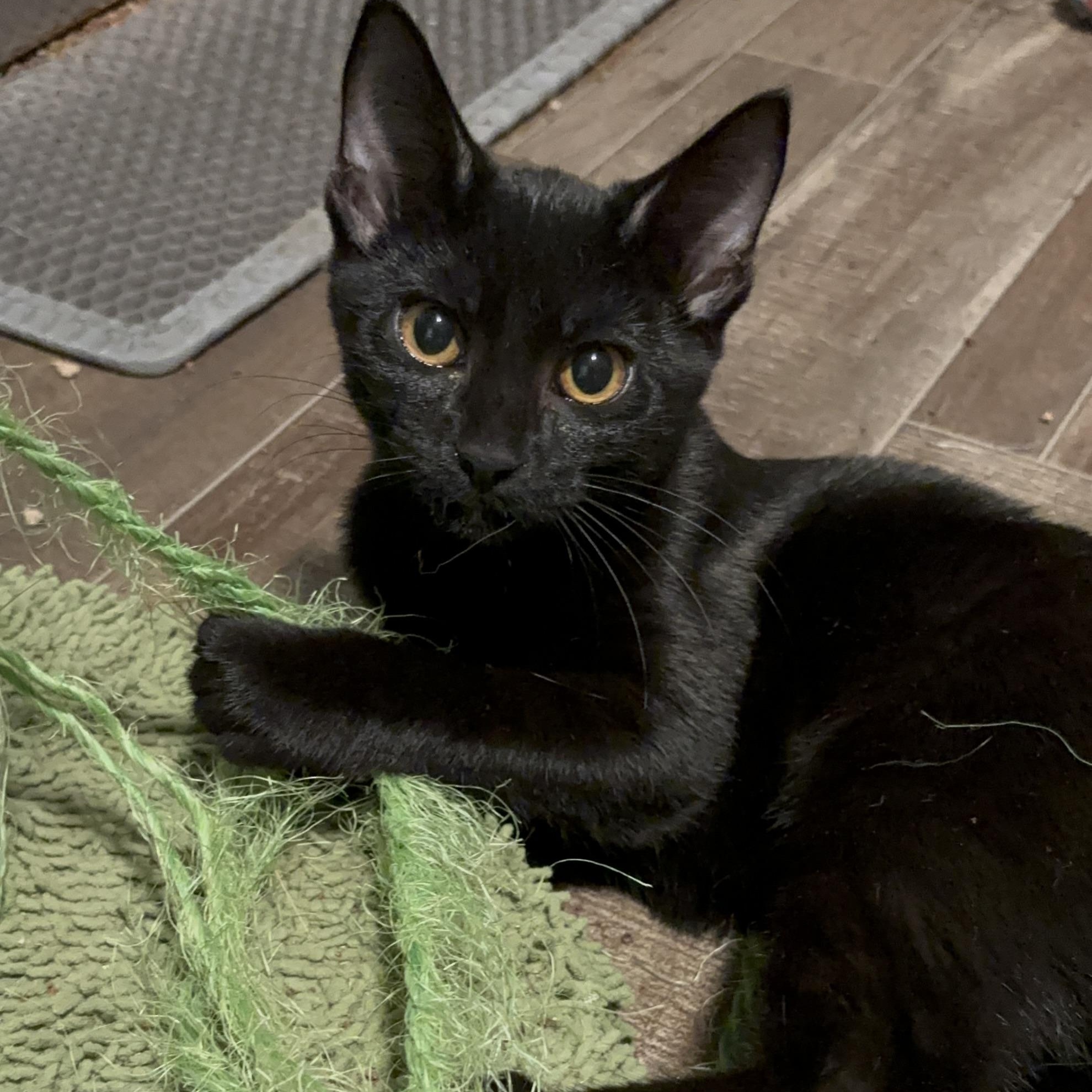 Mrs. White, Adoptable, Young Female Domestic Short Hair.