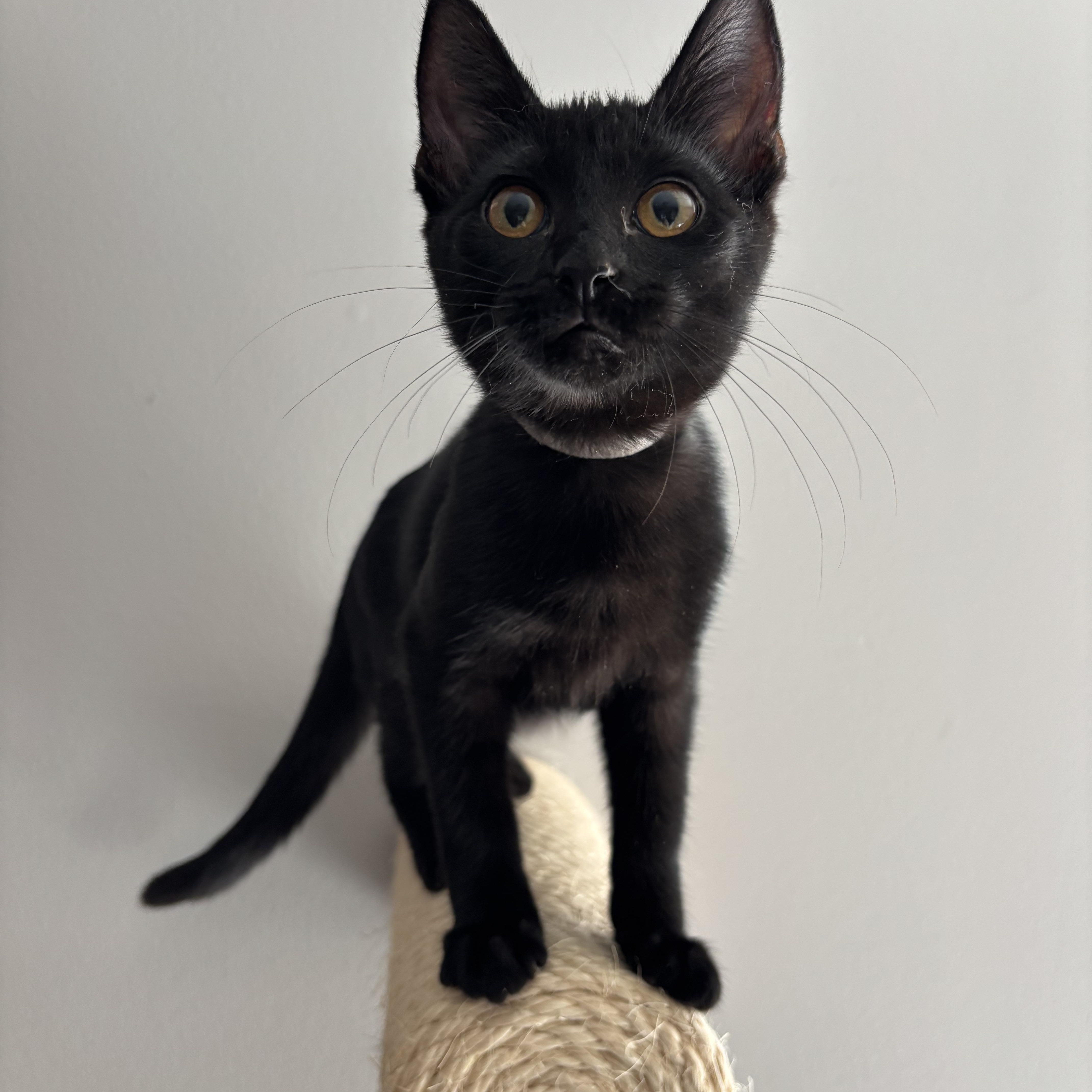 Enlarge Mrs. White, a Adoptable Domestic Short Hair in DICKSON, TN image 2/4