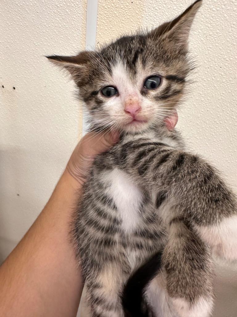 Enlarge Truffle, a Adoptable mixed breed in Sidney, NY image 1/1