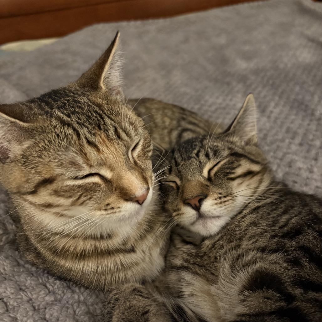 Enlarge Molly (and Mad Max), a Adoptable Domestic Short Hair in Mount Laurel, NJ image 1/6